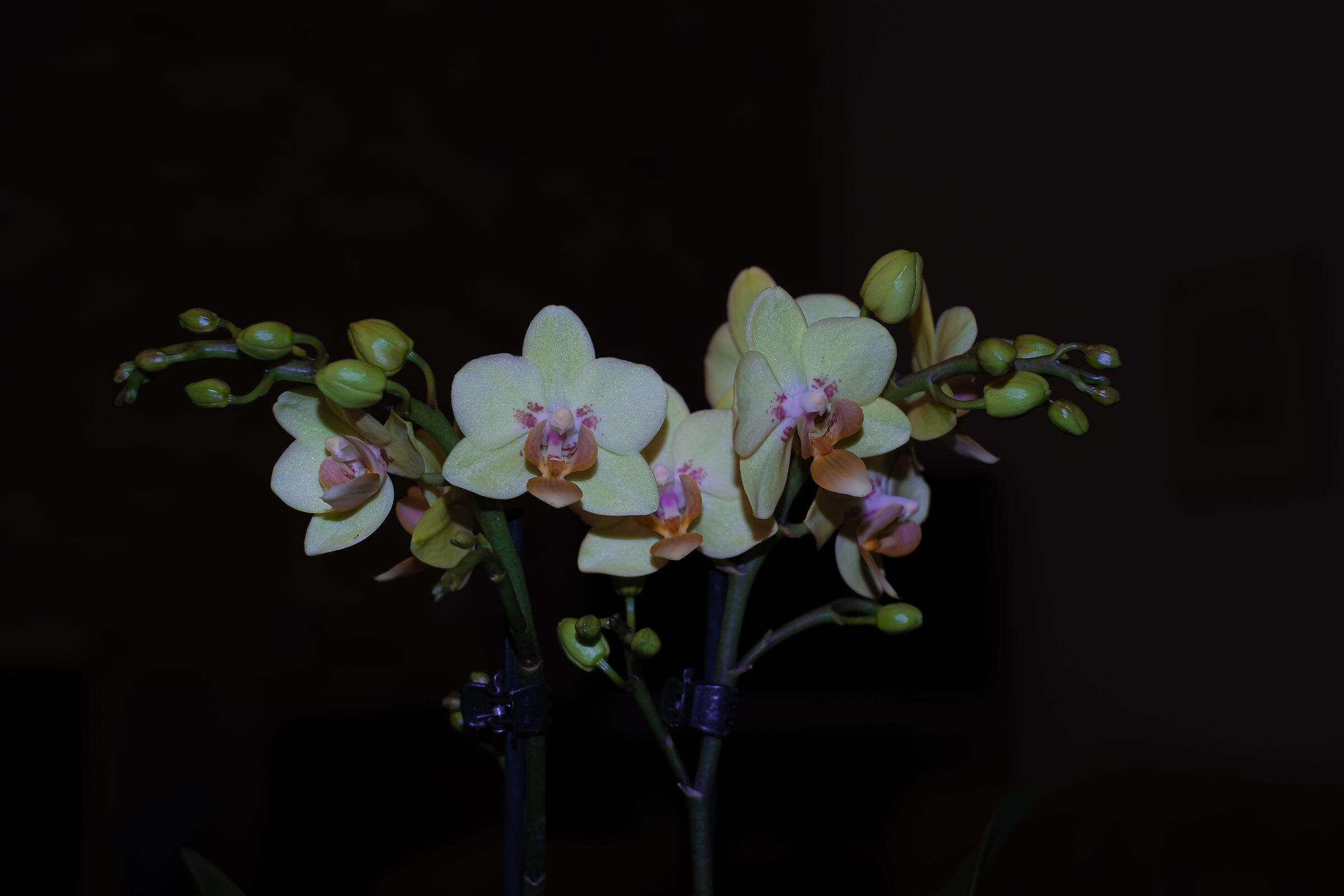 orchidee
