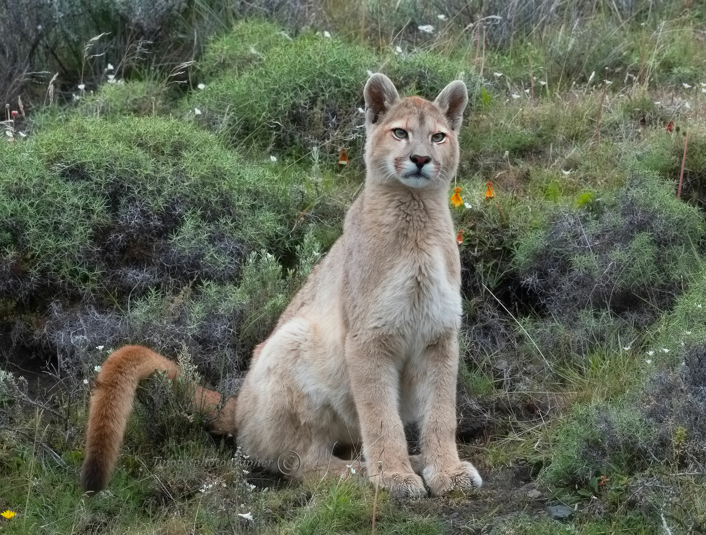 Puma (Puma concolor)
