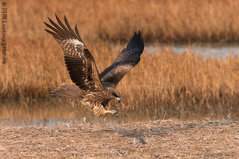 Black Kite