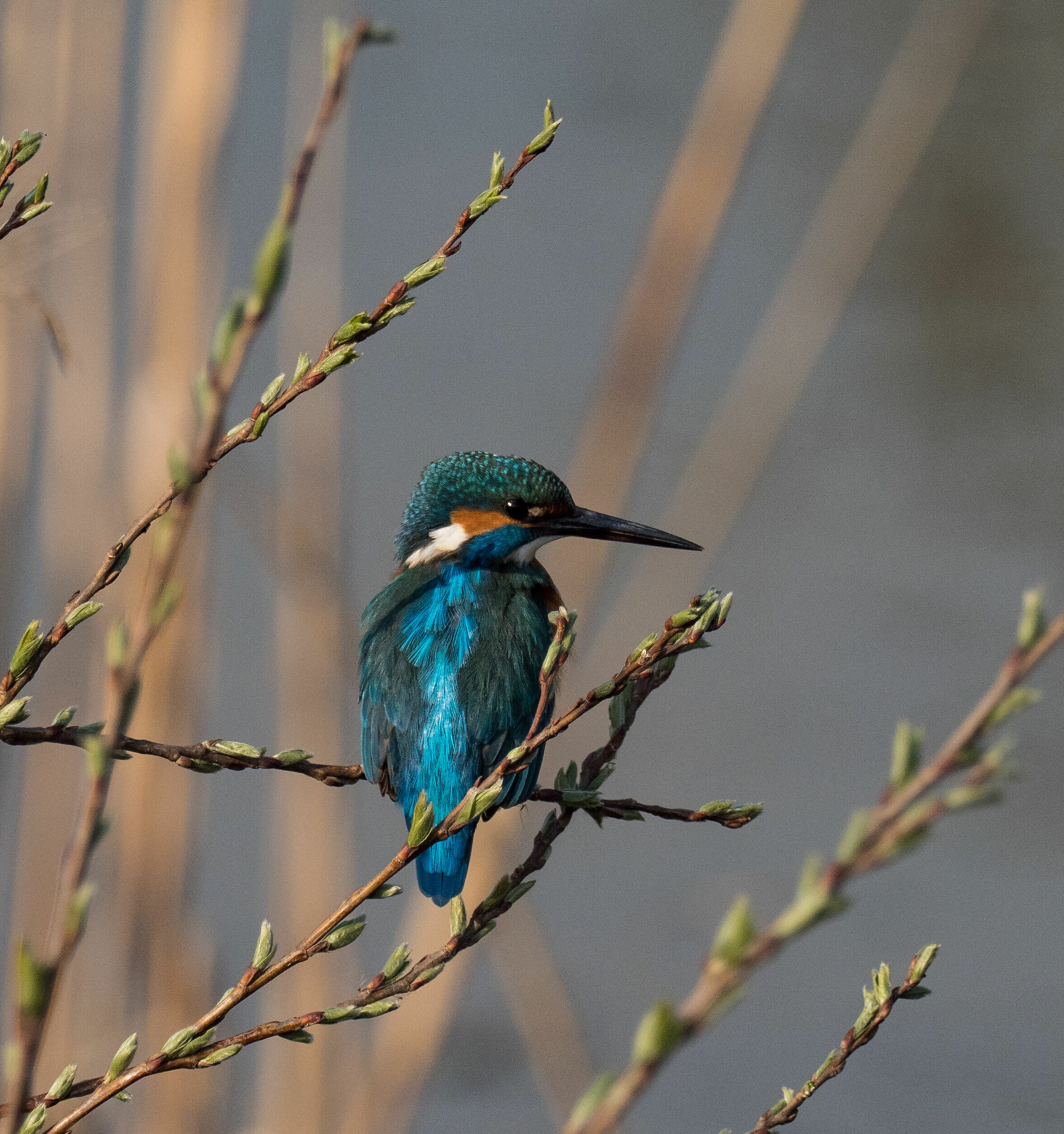 Martin Fisherman (Alcedo atthis)