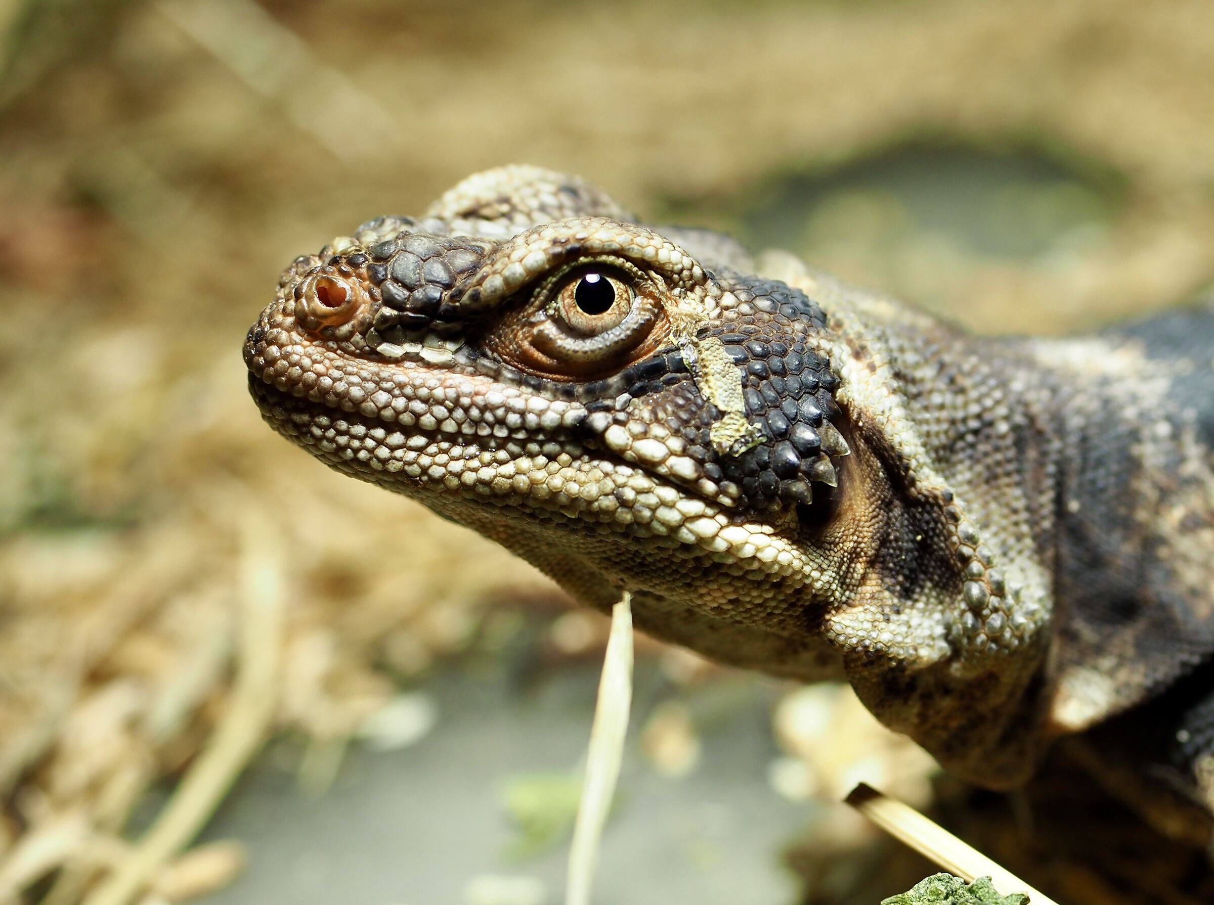 Sauromalus ater granito f