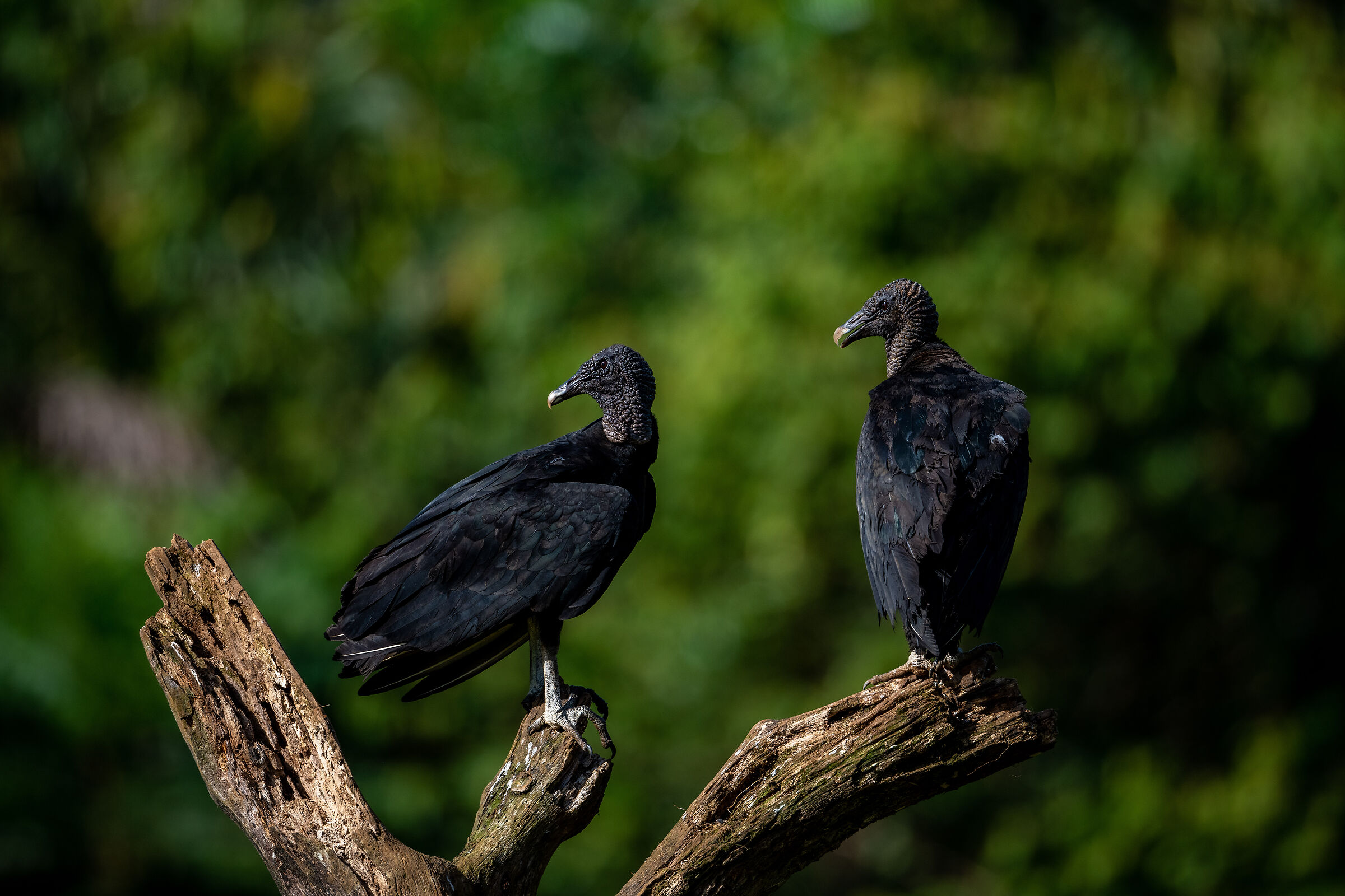 Black Vulture