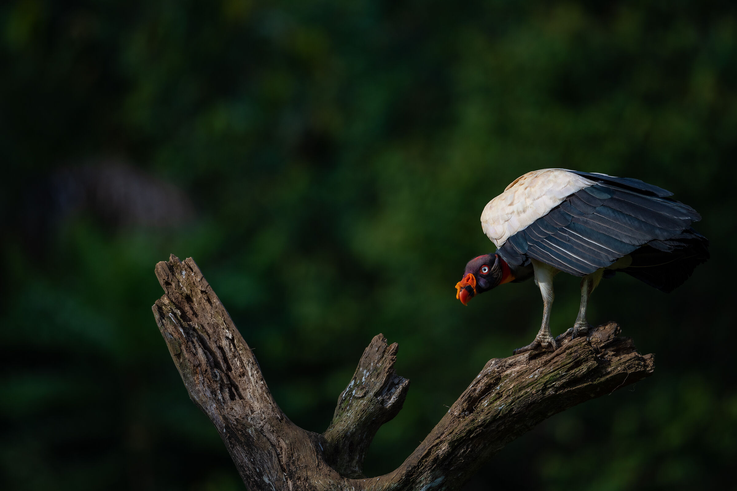 King Vulture