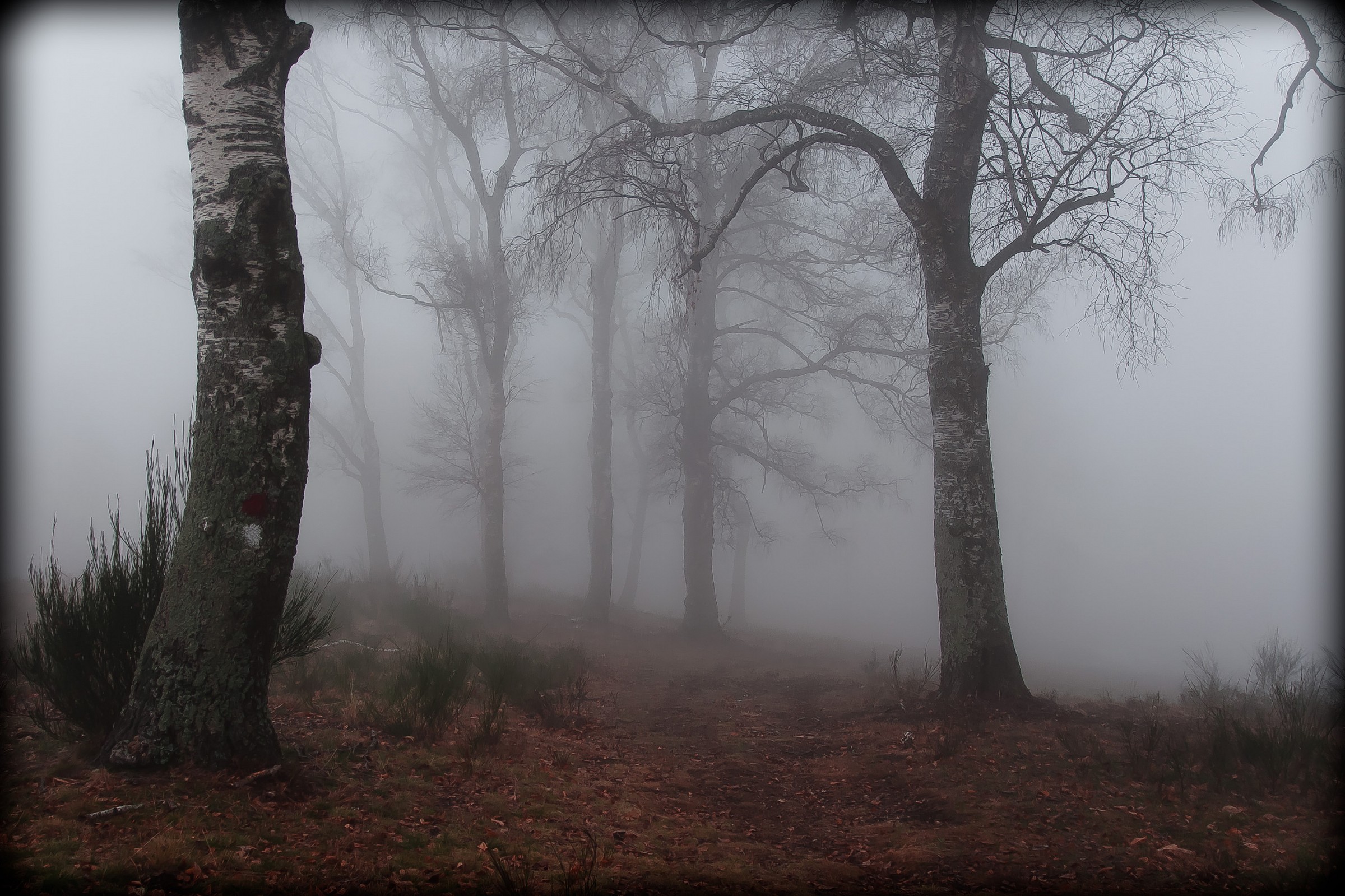 Betulle nella nebbia