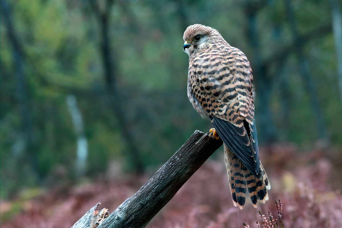 Gheppio nella brughiera