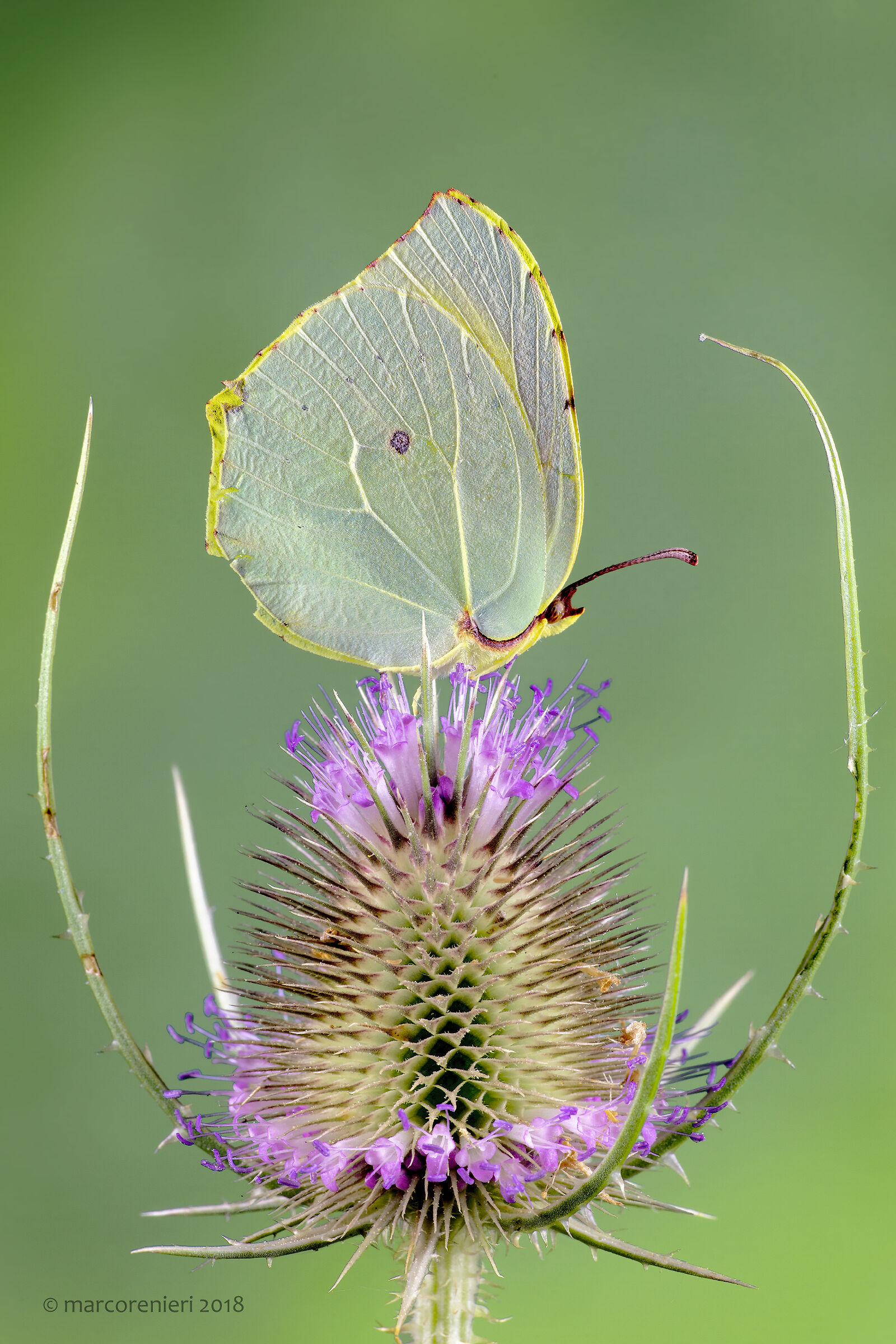 Gonepterix cleopatra