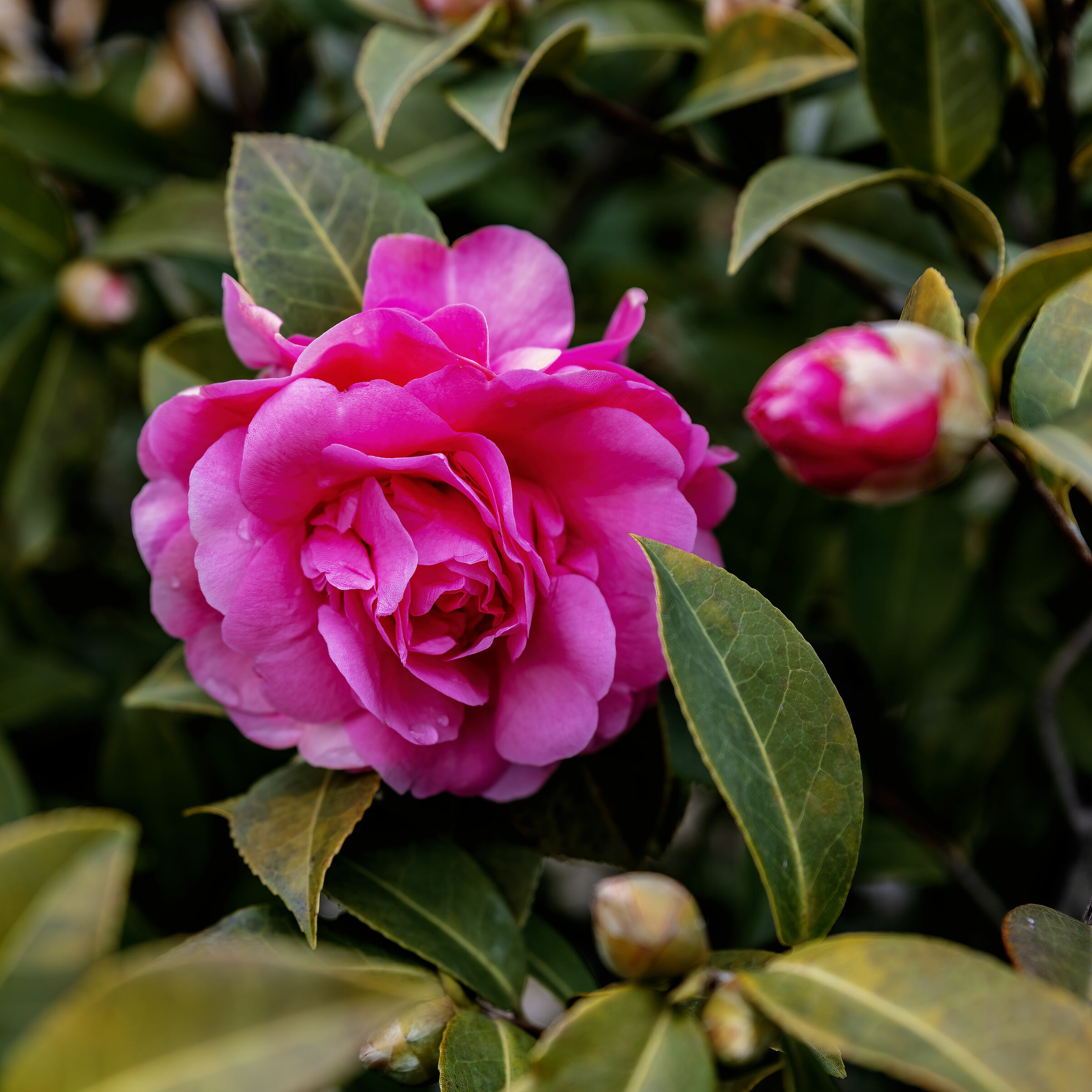 "A tear on the face"