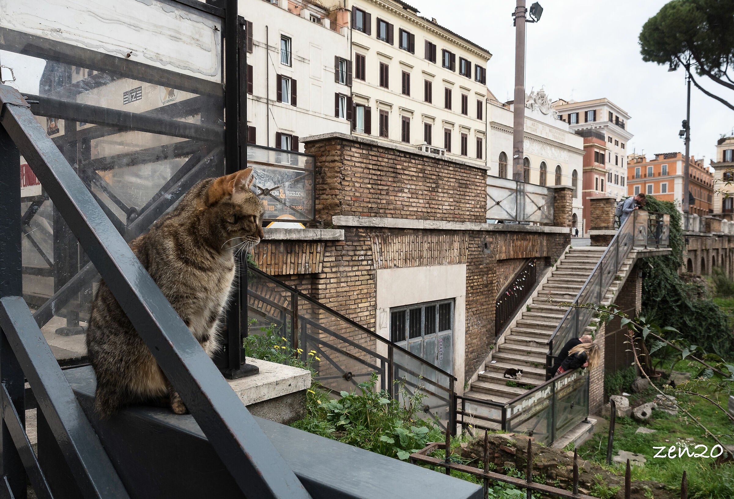 I gatti di Torre Argentina