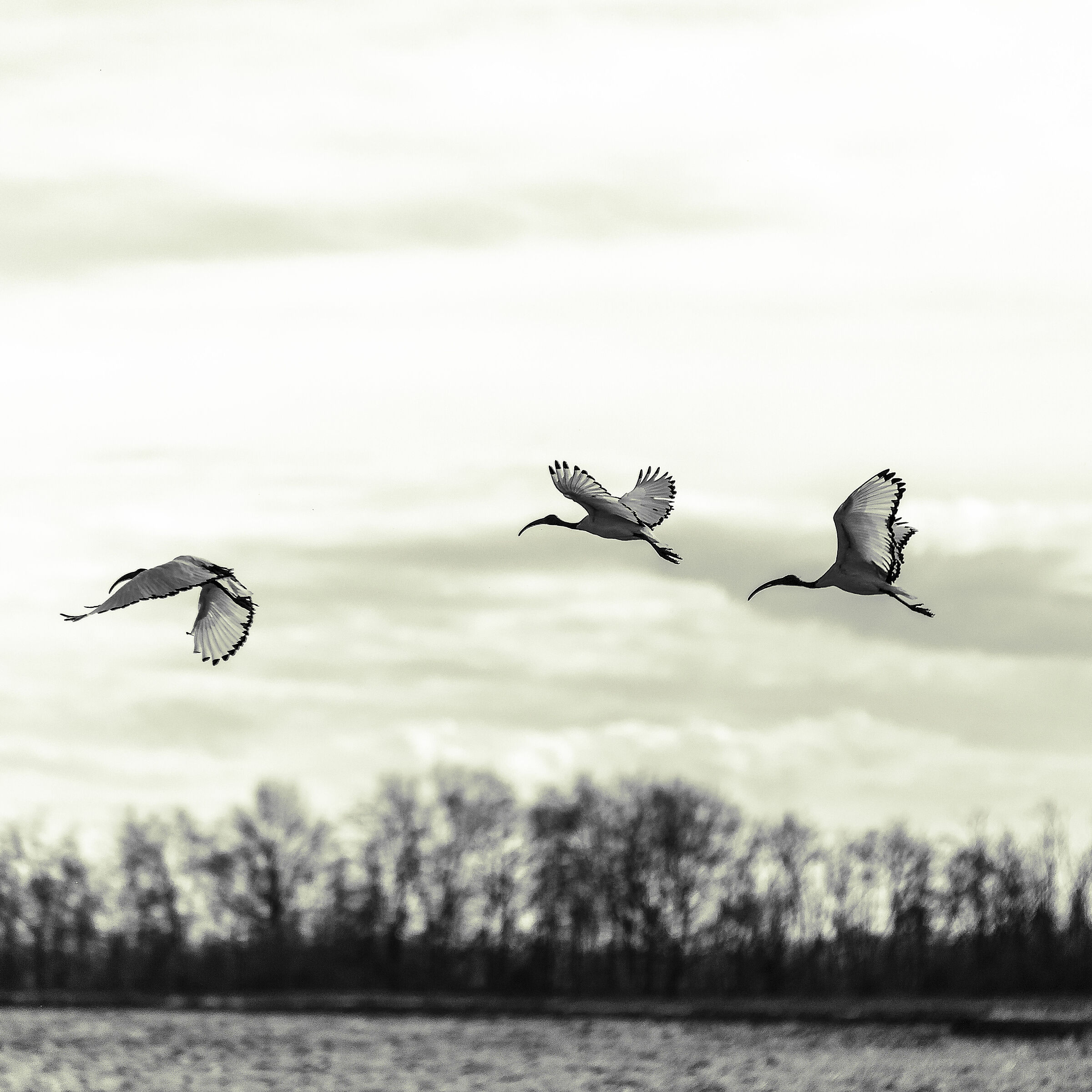 "The Flight"