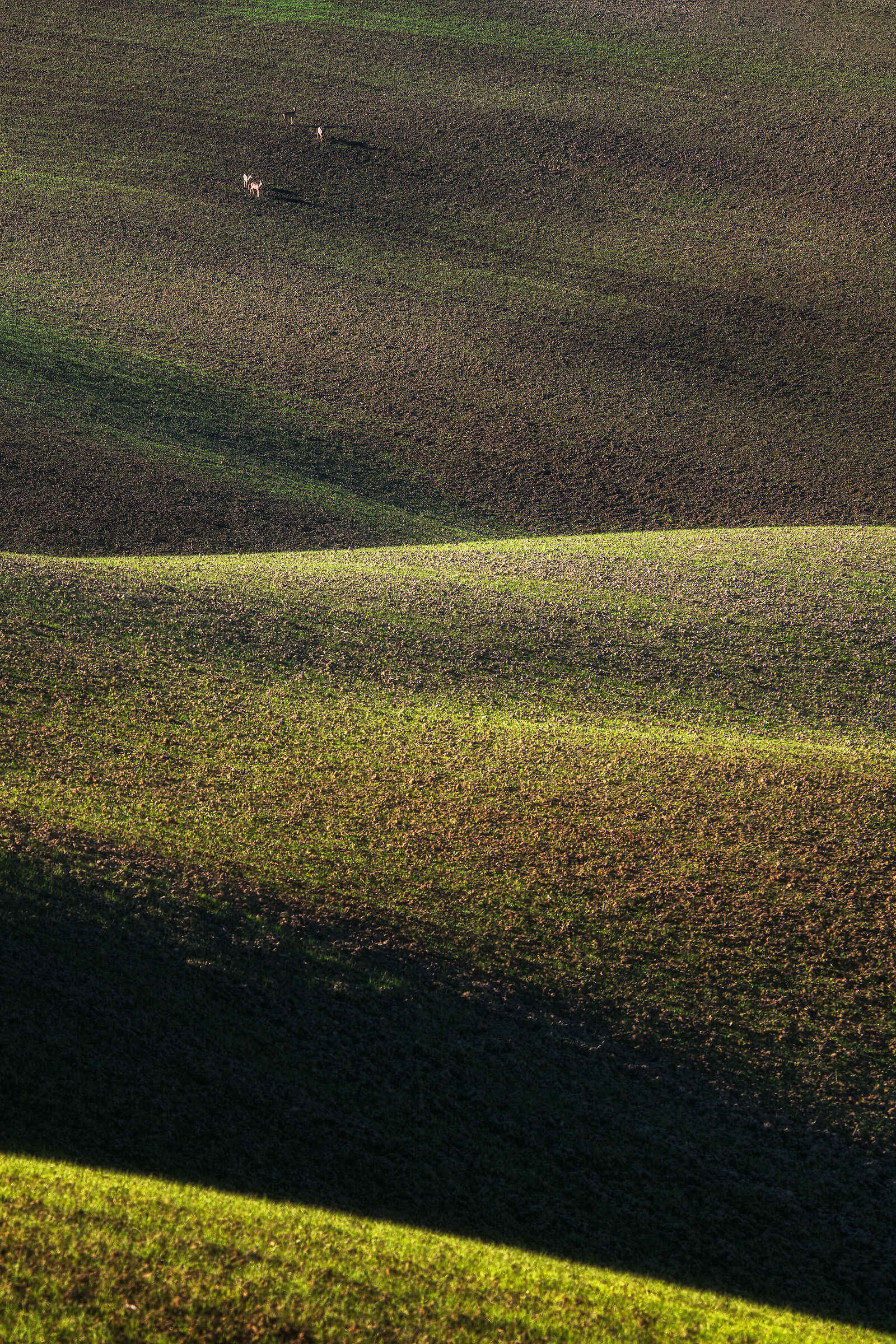 Caprioli in Val d'Orcia