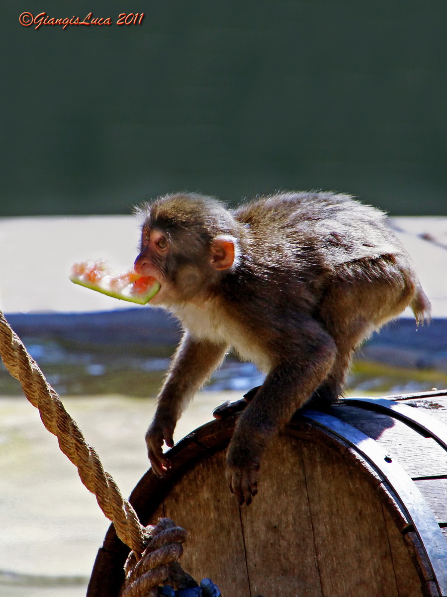 Con i bambini allo Zoo 5