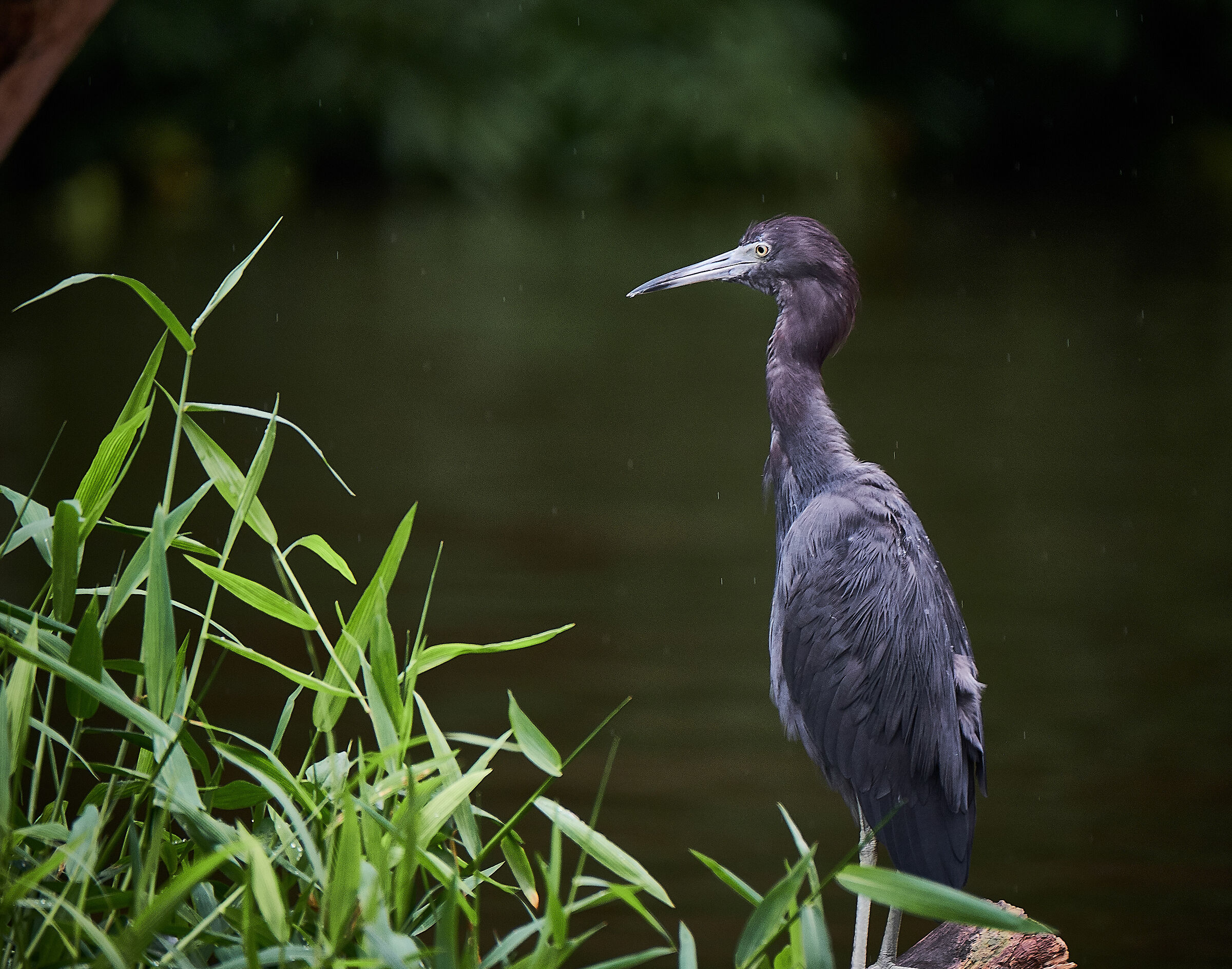 Blue Heron (Egretta Caerulea)