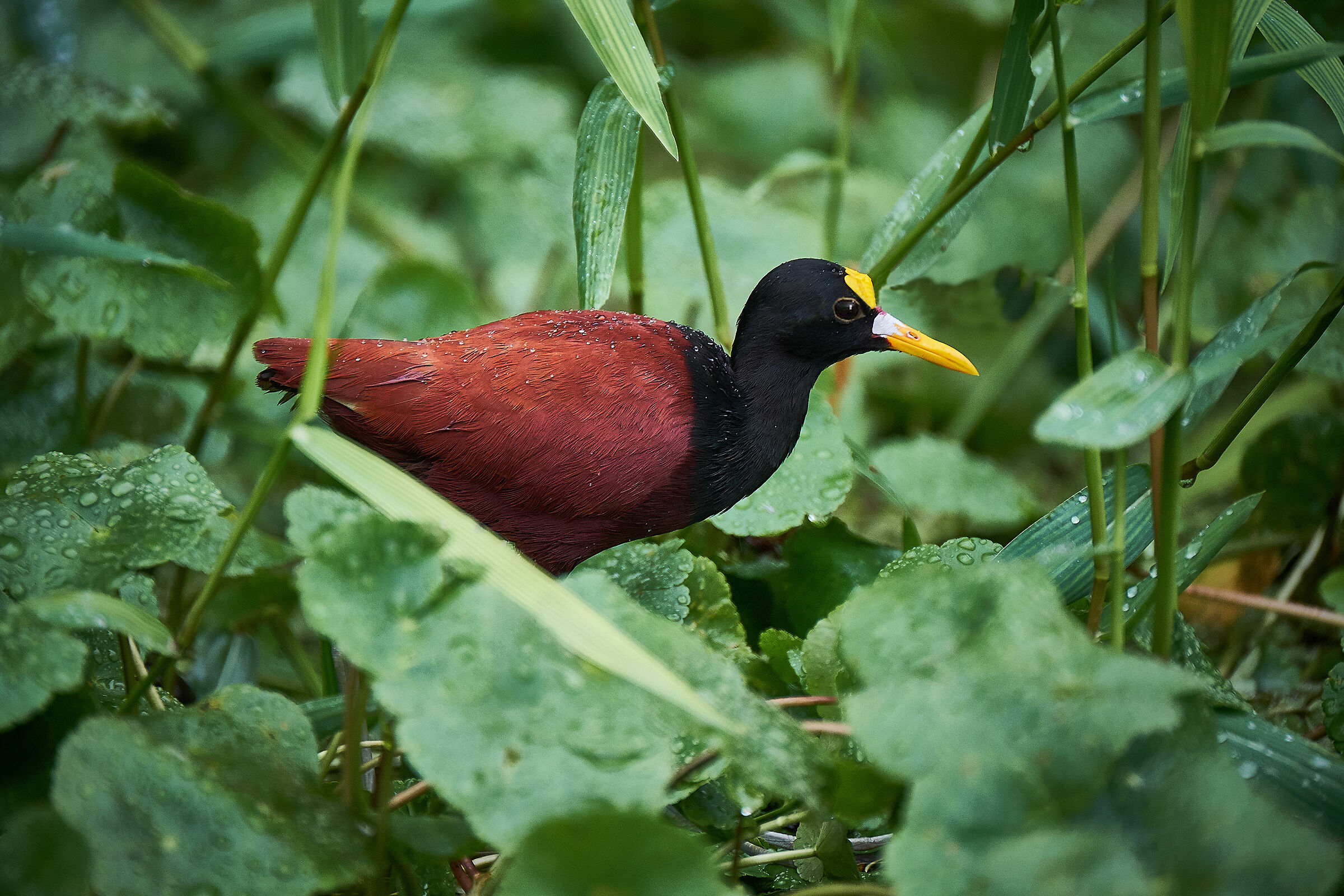 Jacana Spinosa
