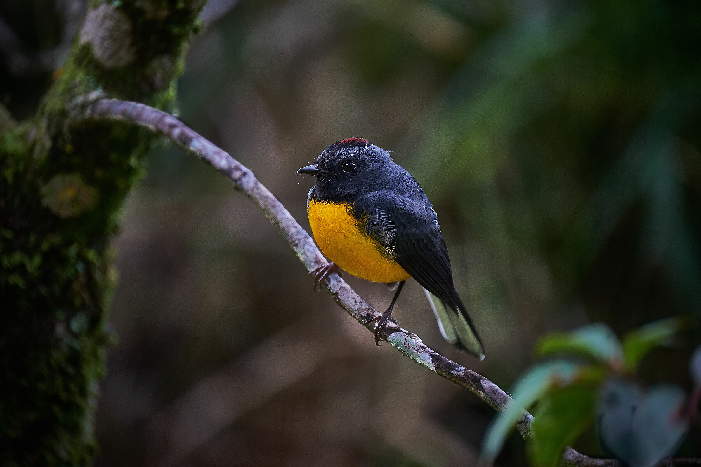 Eufonia (Euphonia anneae)