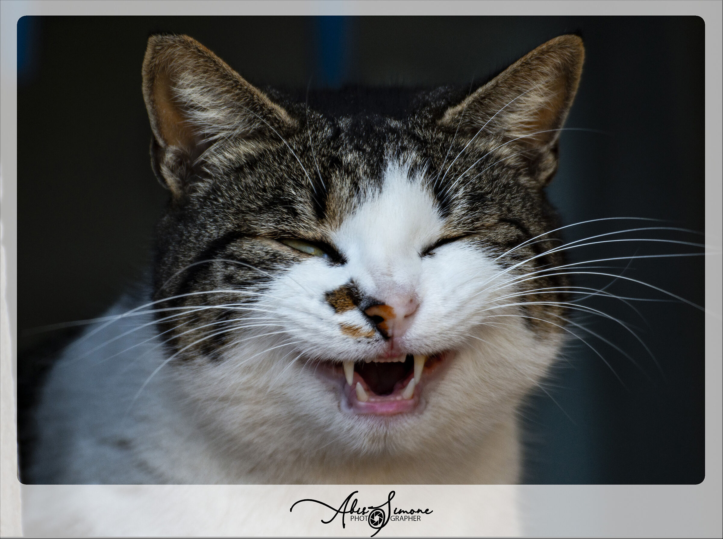 Ridere sotto i baffi