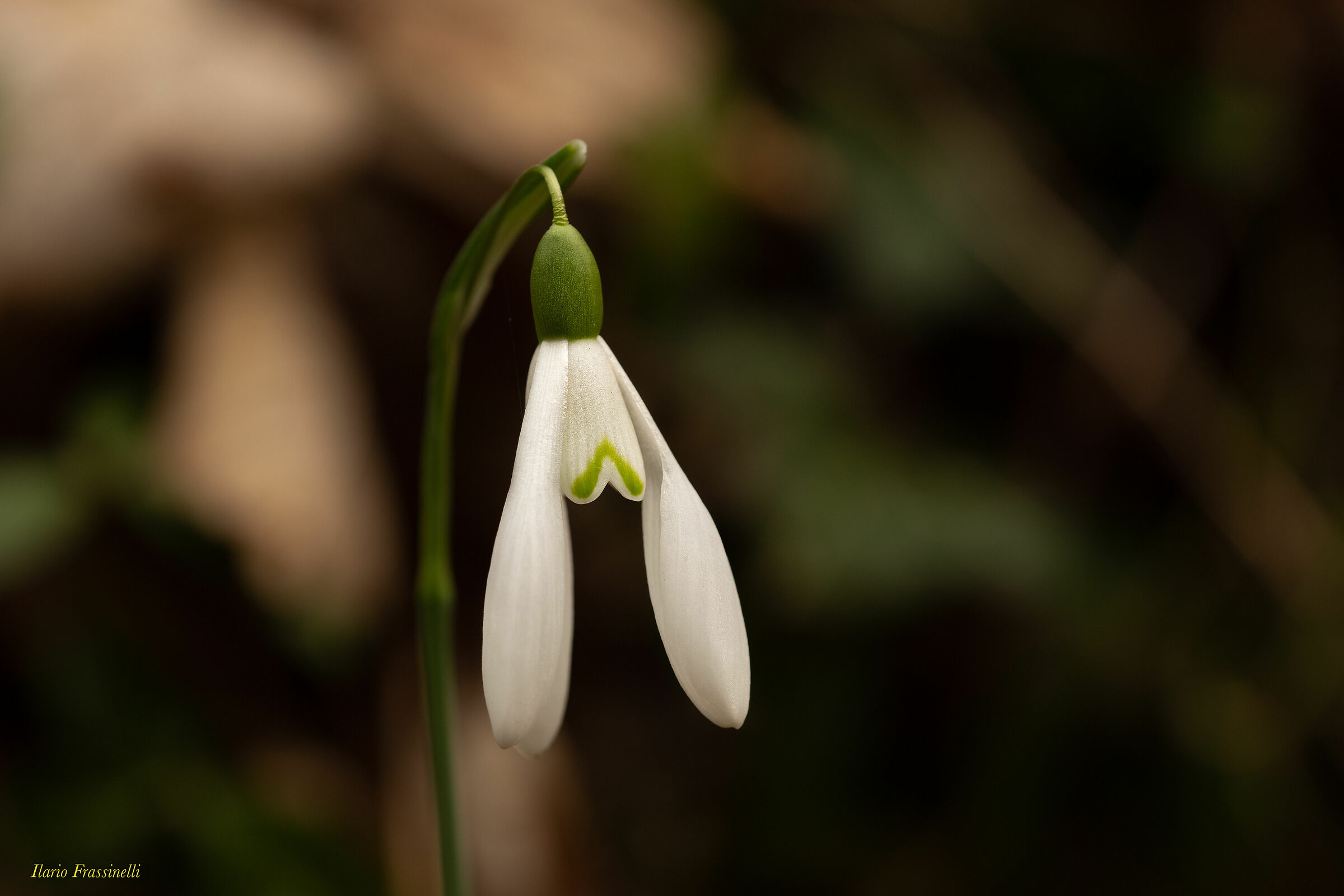Snowdrops