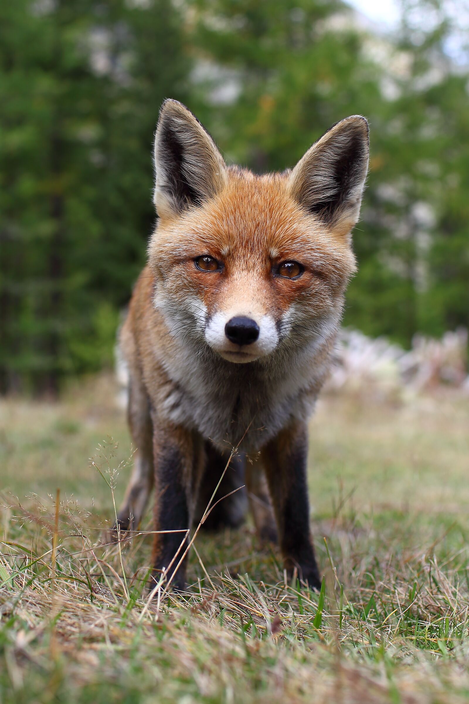 Red Fox