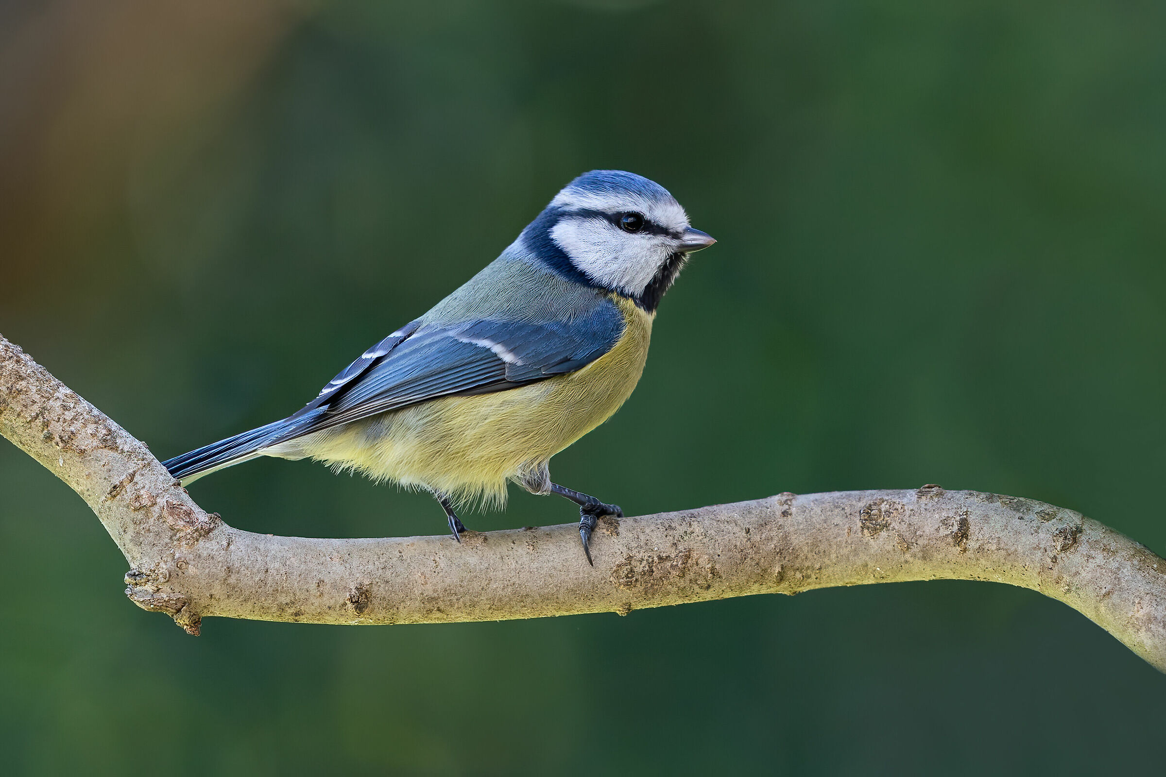Manca la punta delle coda