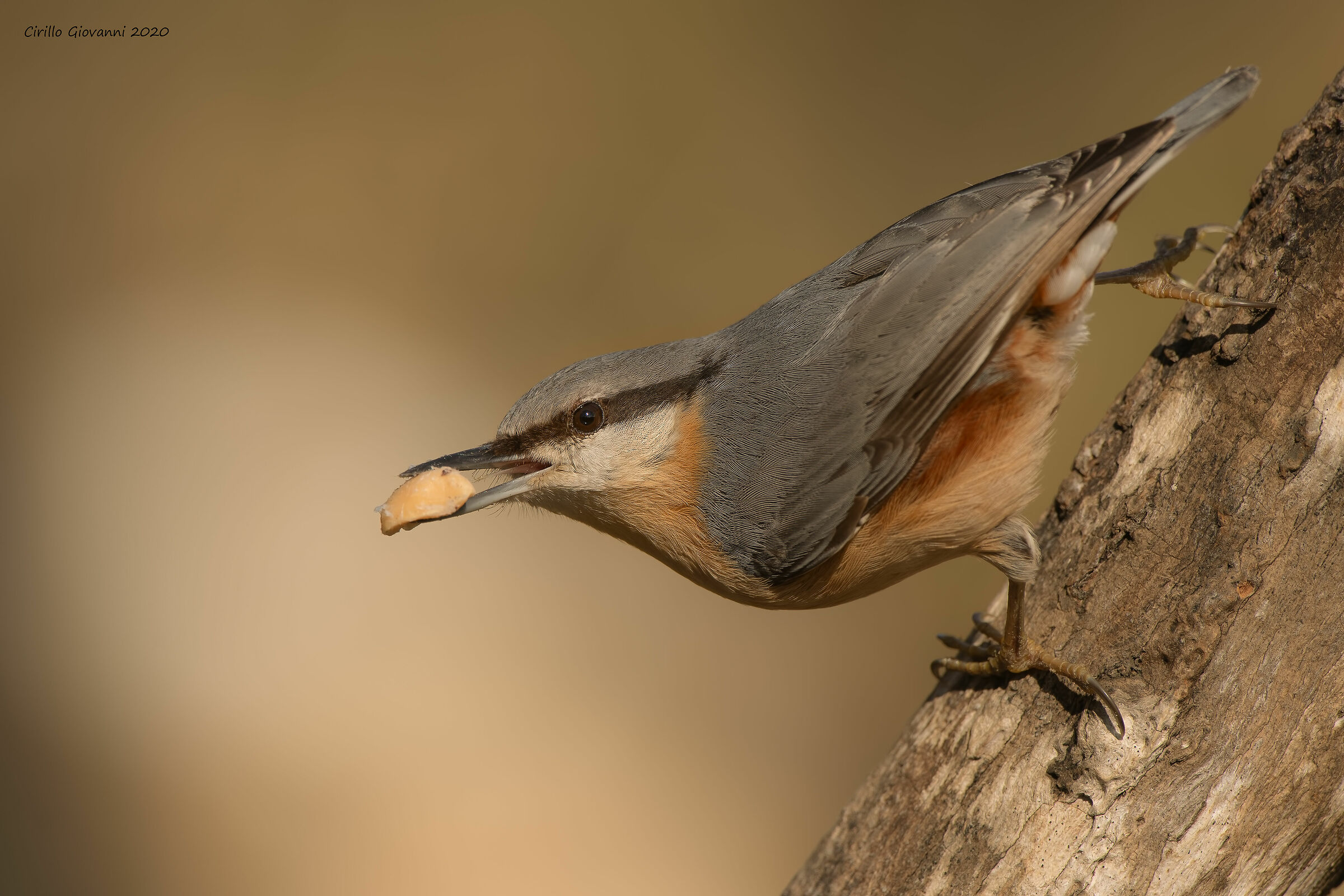 picchio muratore il mio ladro preferito