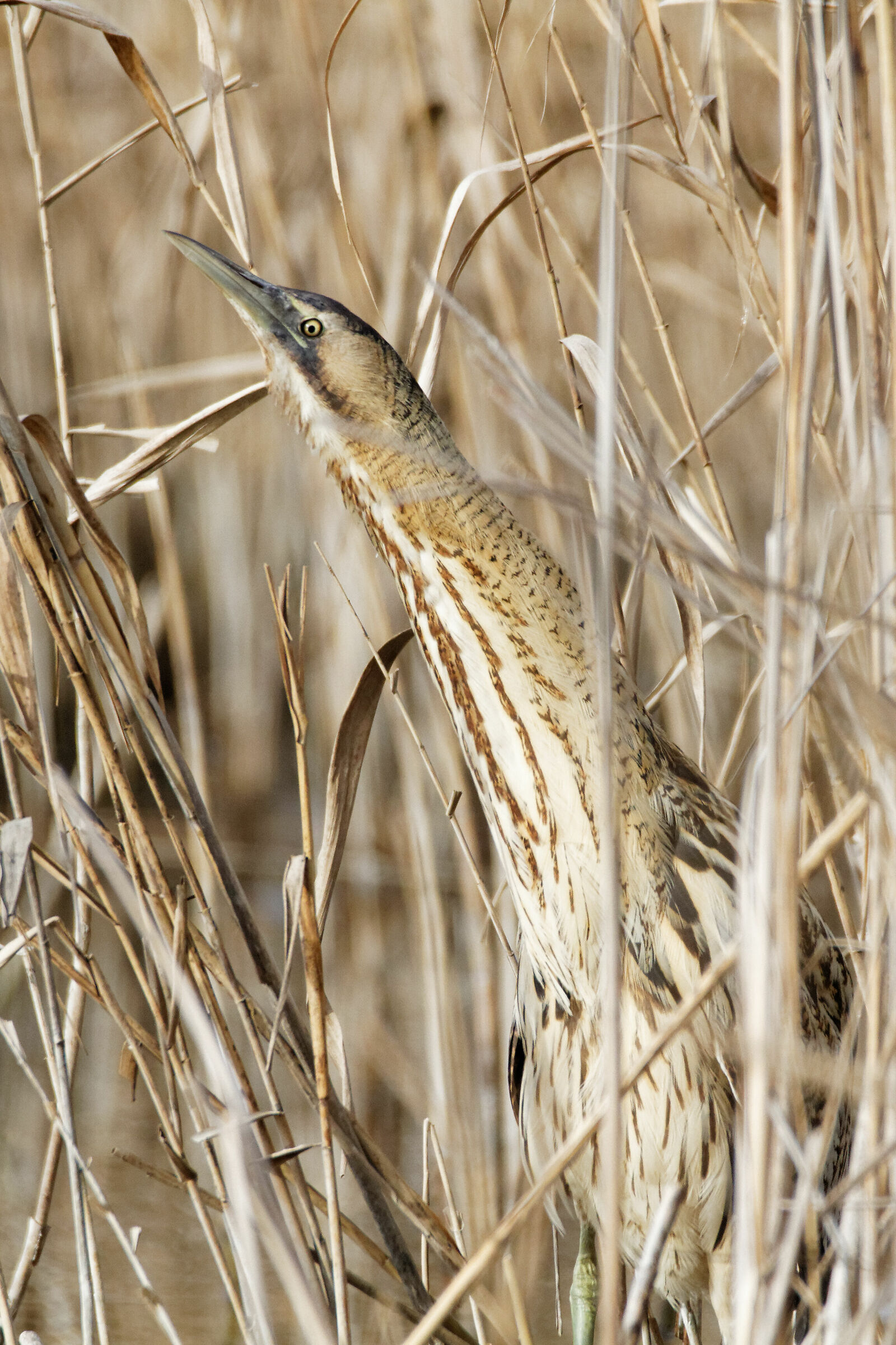 tarabuso...il fantasma del canneto