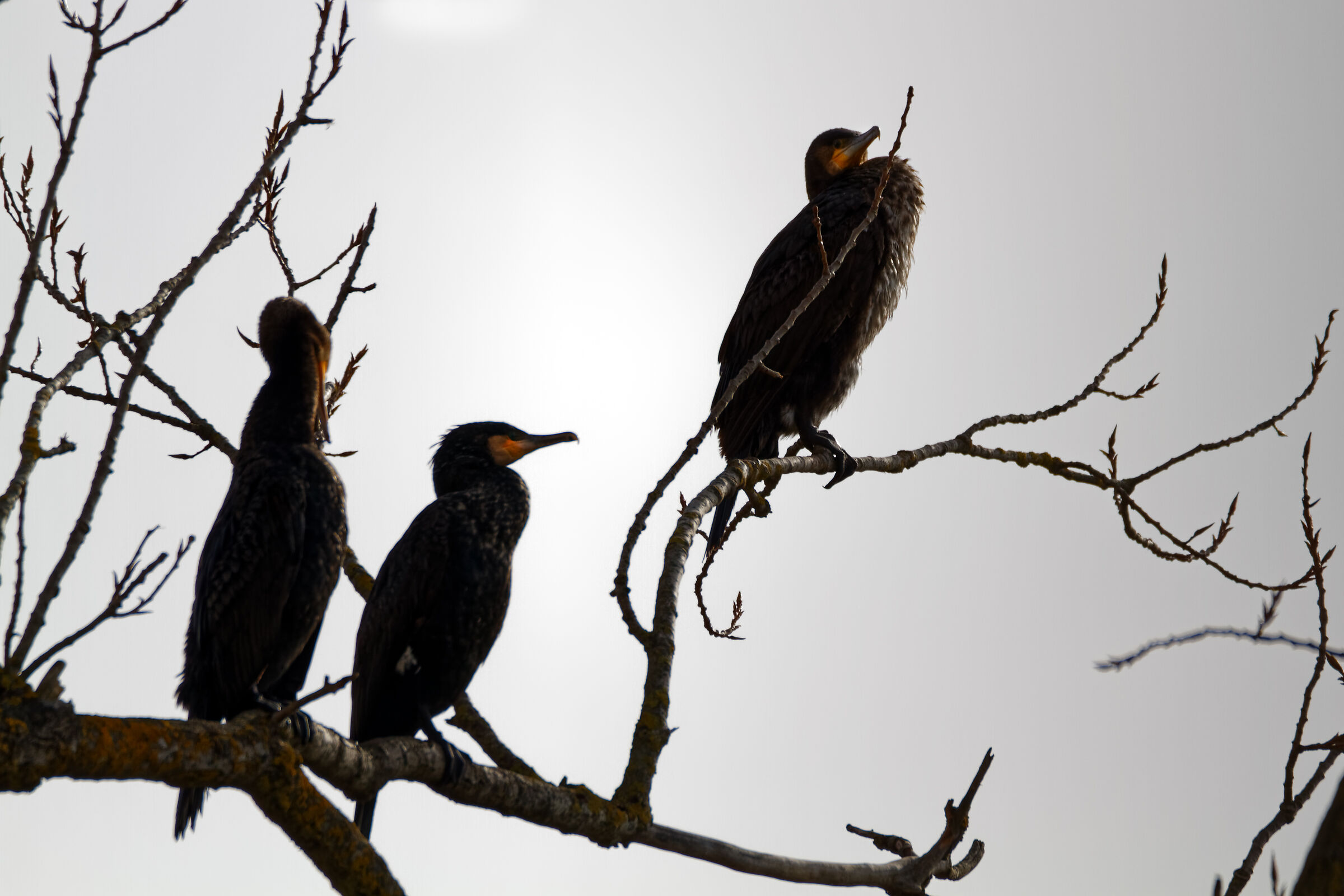 cormorani in asciugatura