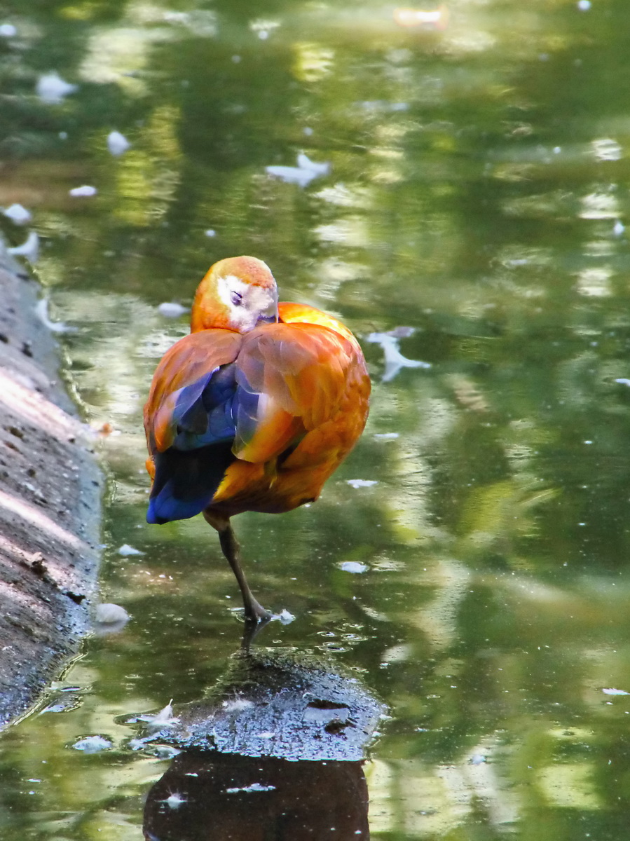 Con i bambini allo Zoo 6