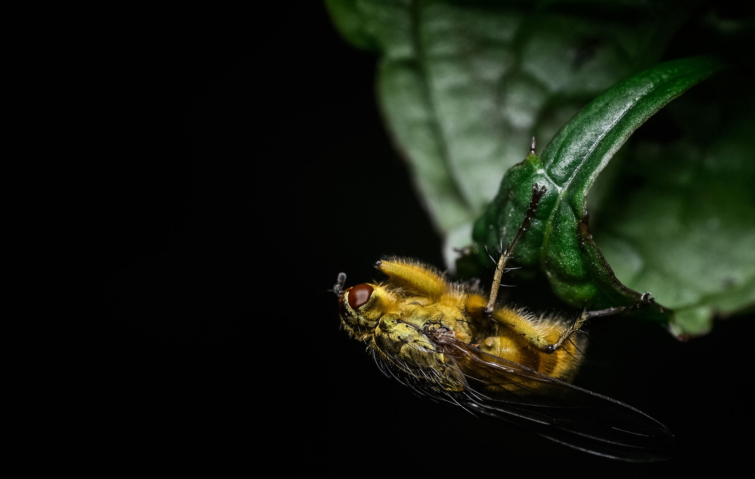 Mosca gialla