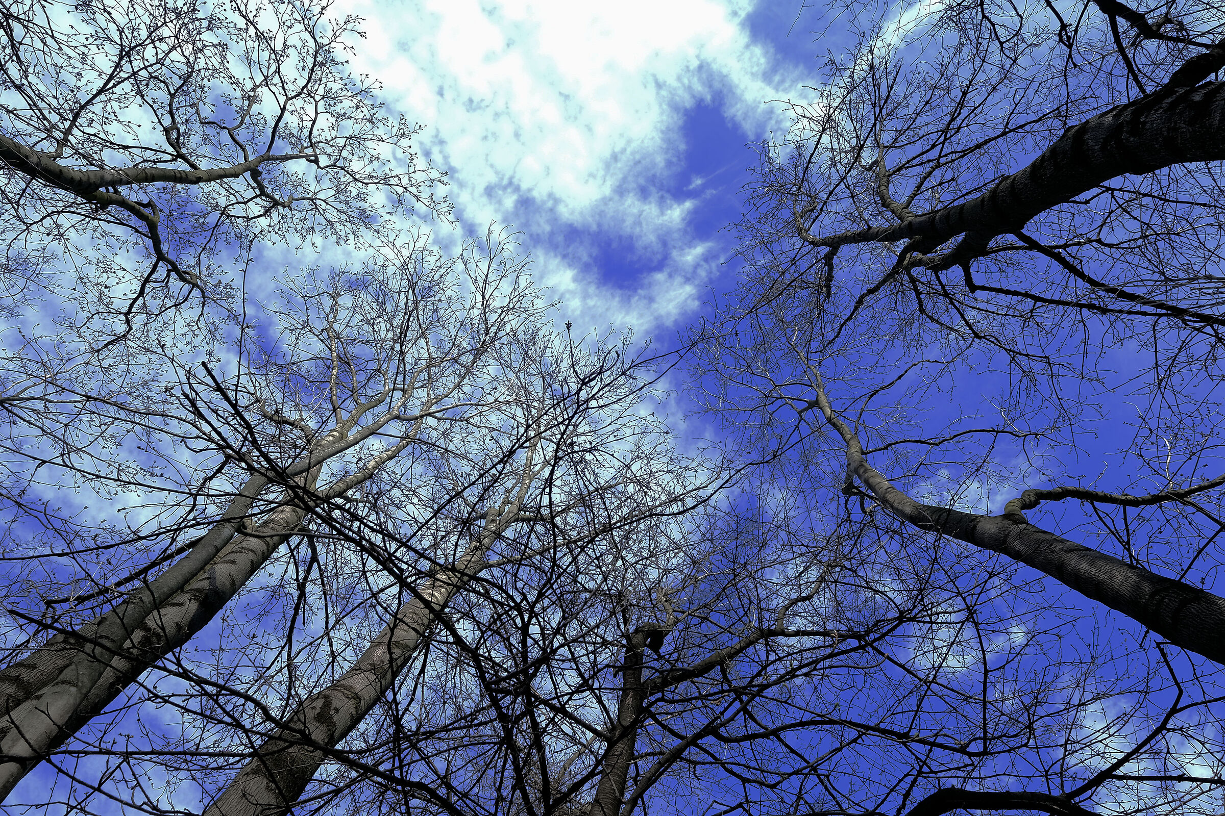 Banale meditazione nel bosco