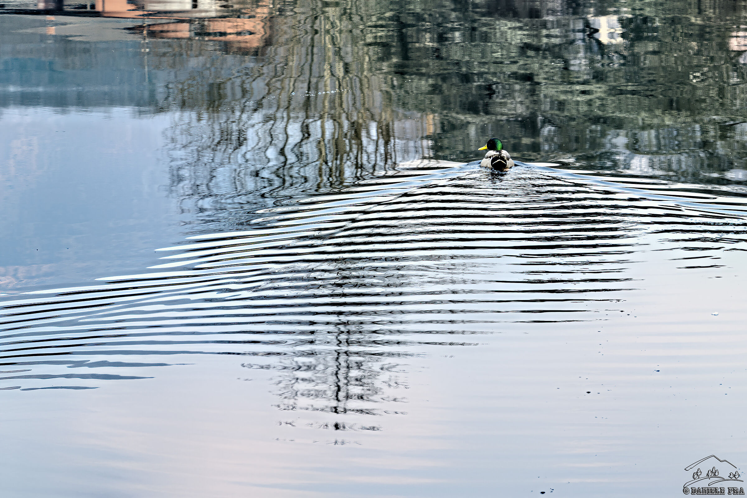 Anatra (Lago Grande di Avigliana)