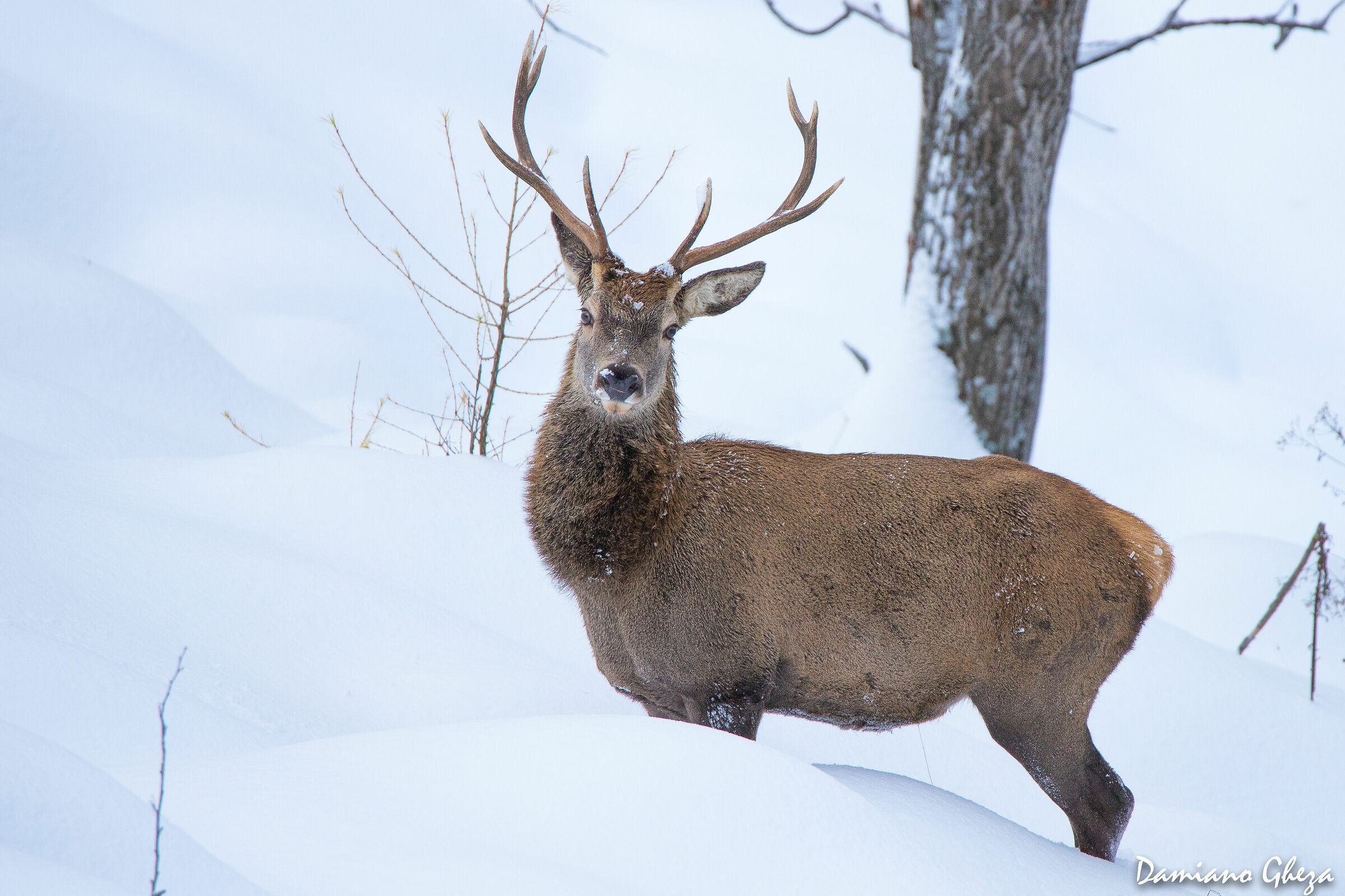 Il cervo e la neve