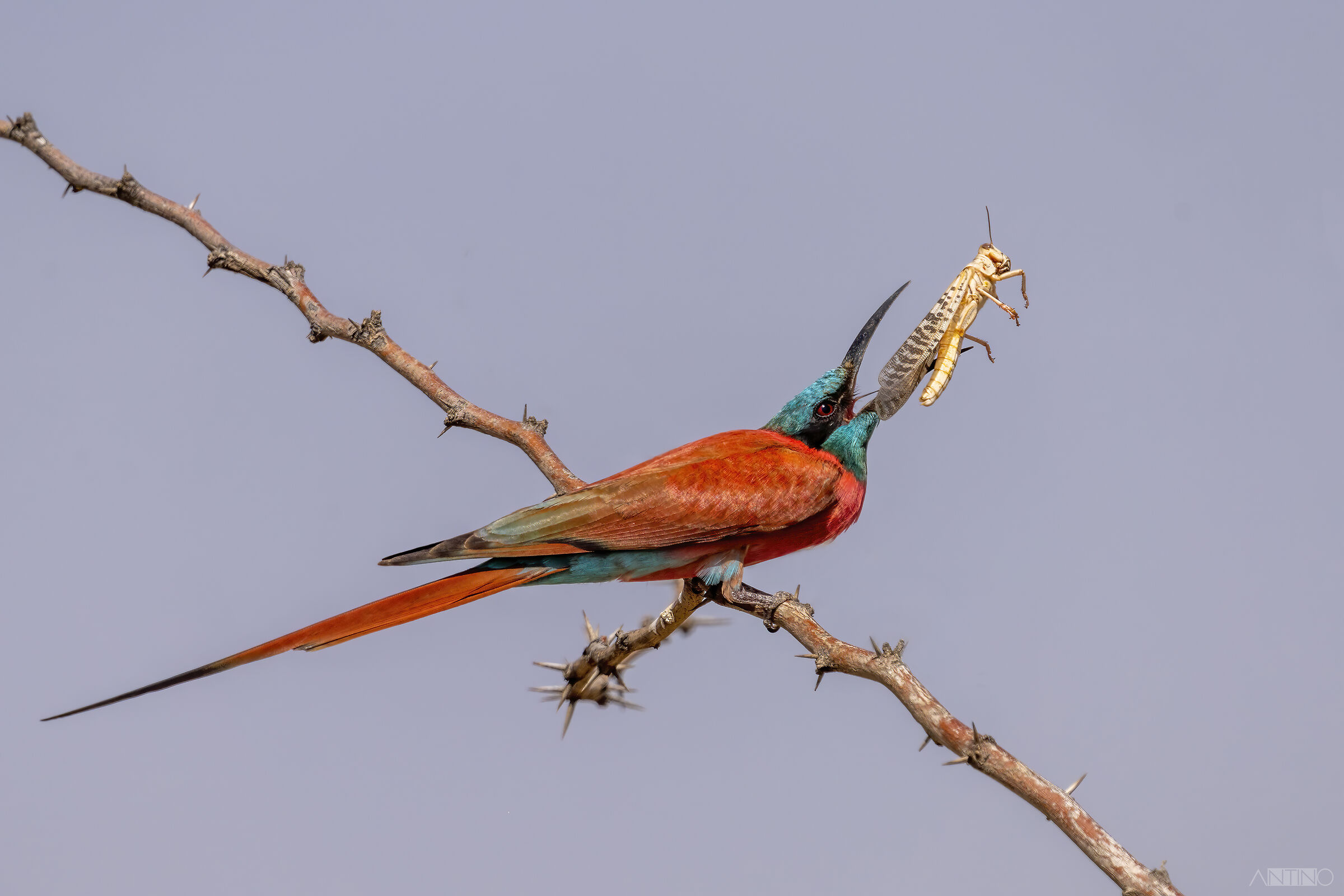 Gruccione carminio settentrionale