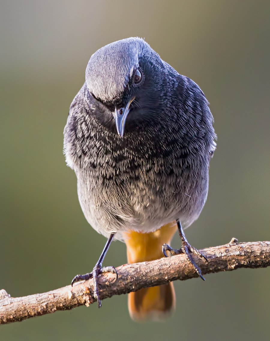 Chimney sweep threatening