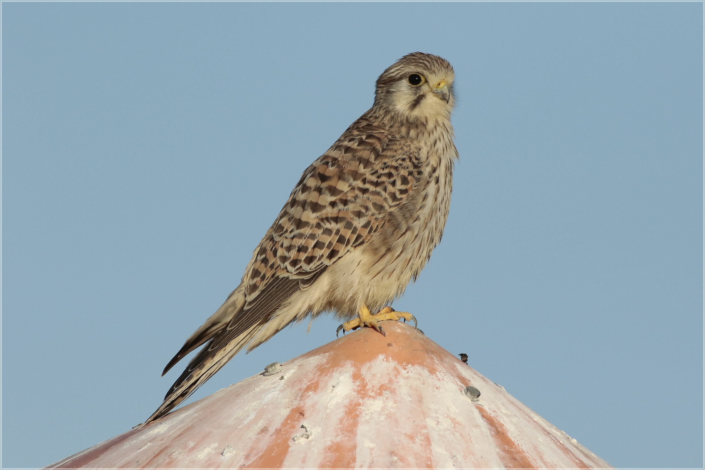 Kestrel