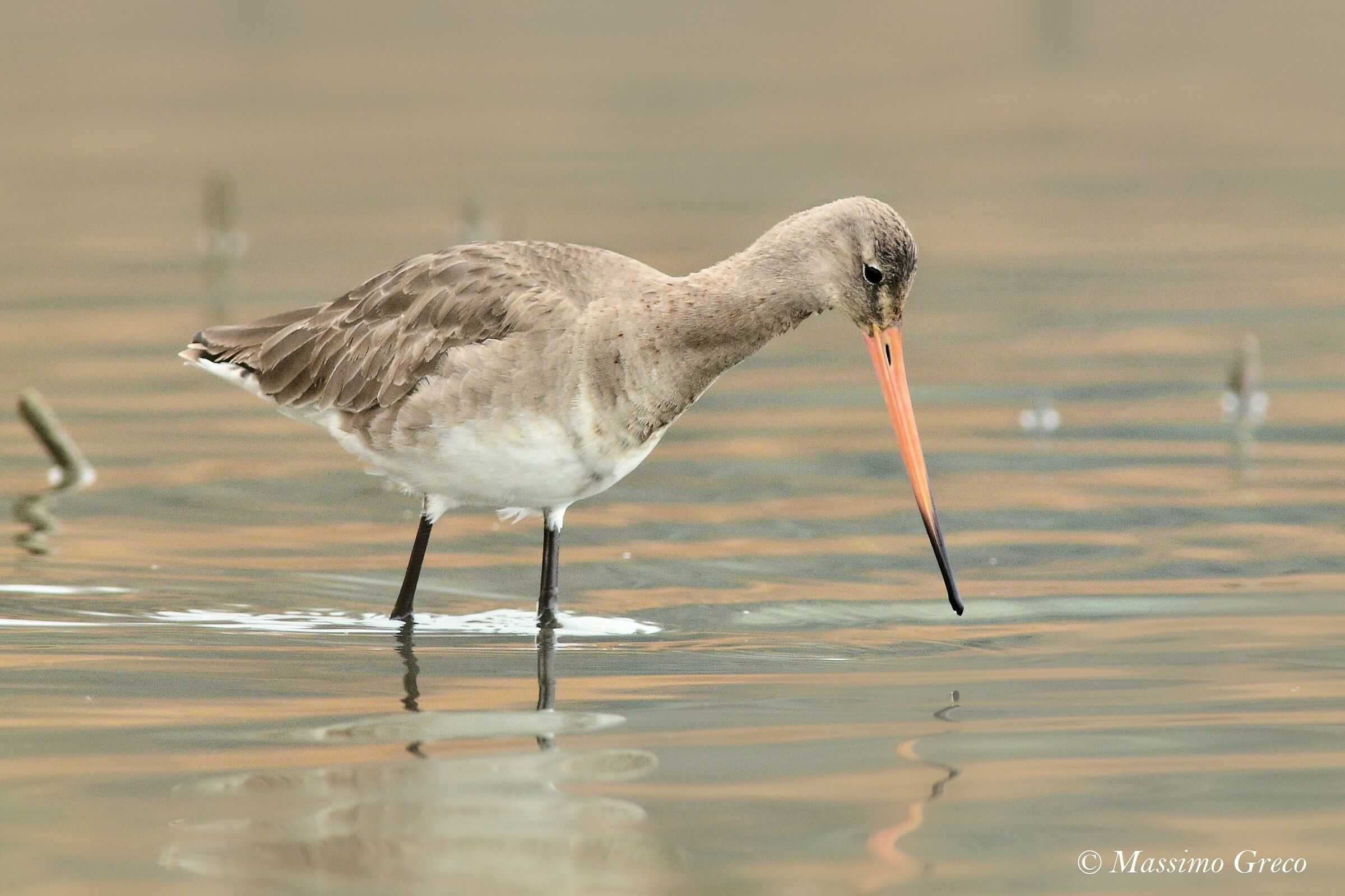 Royal Pictish (Limosa limosa)