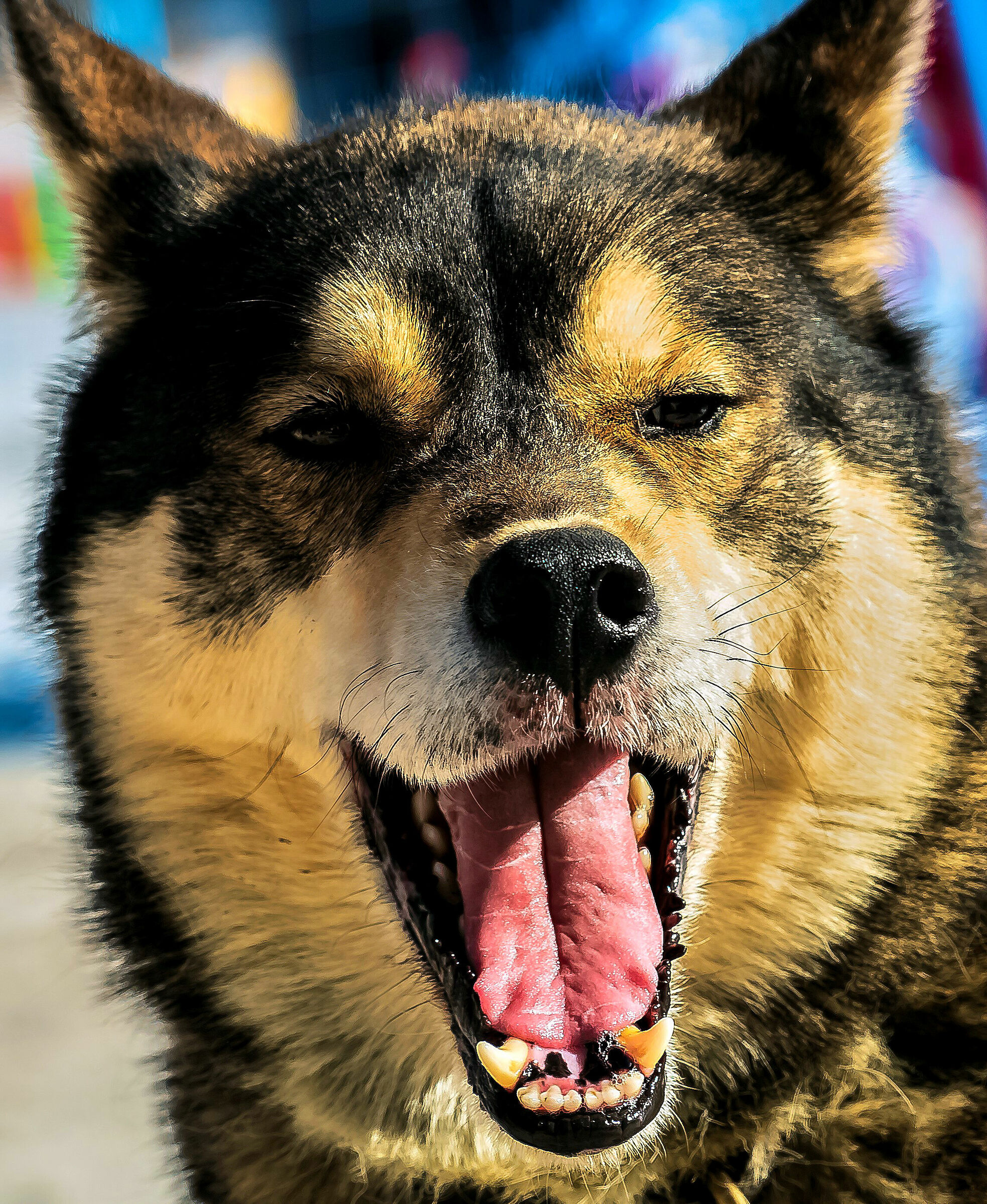 Sleedog race in Pragelato