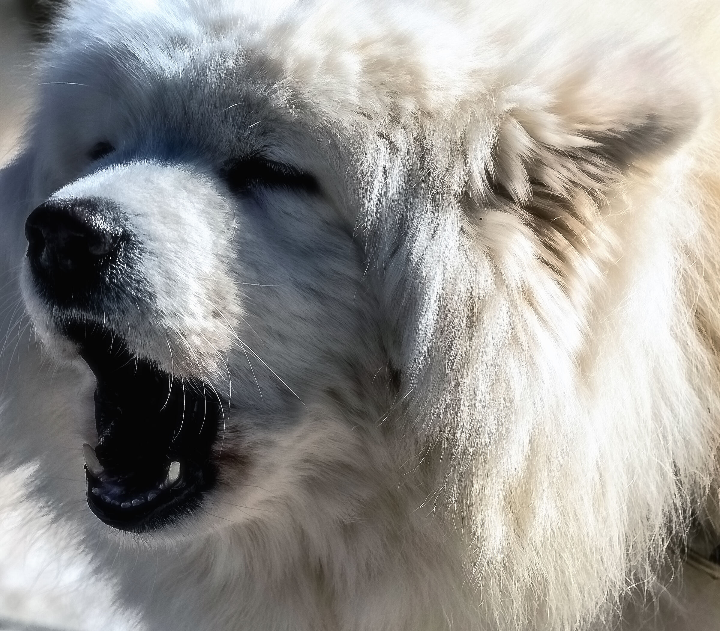 Sleedog race in Pragelato