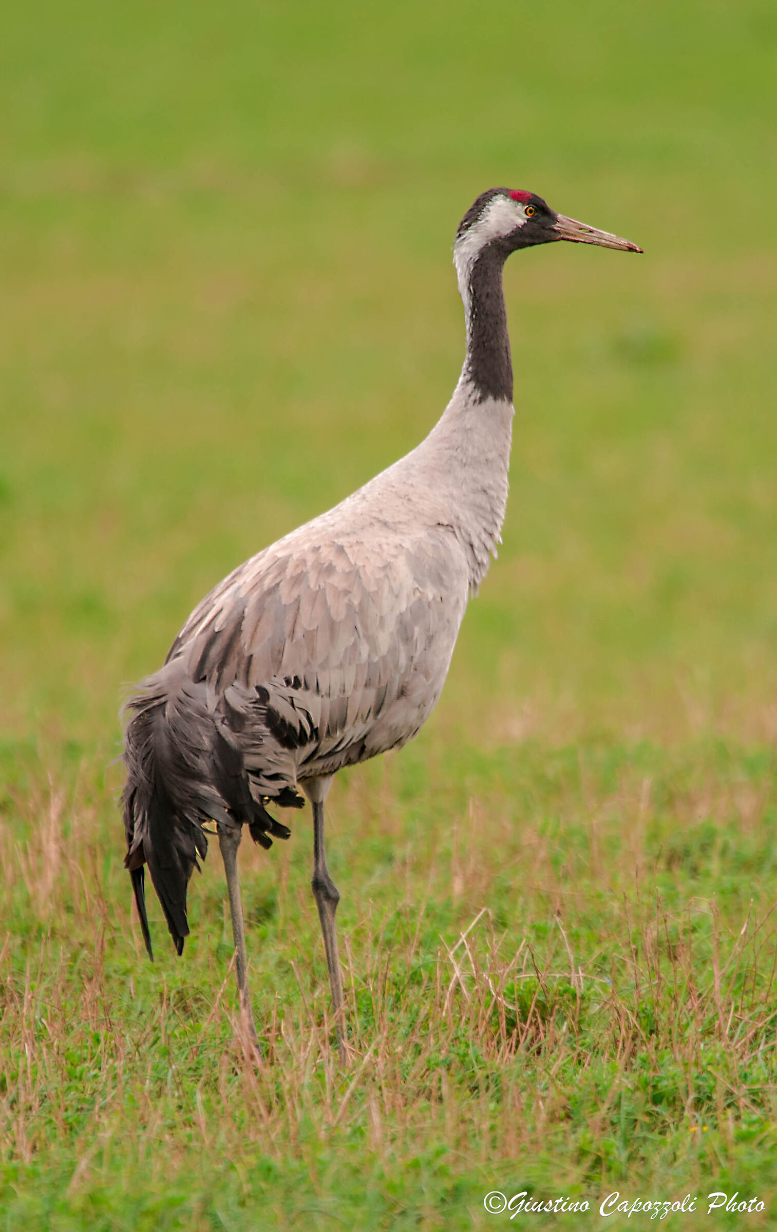 Crane