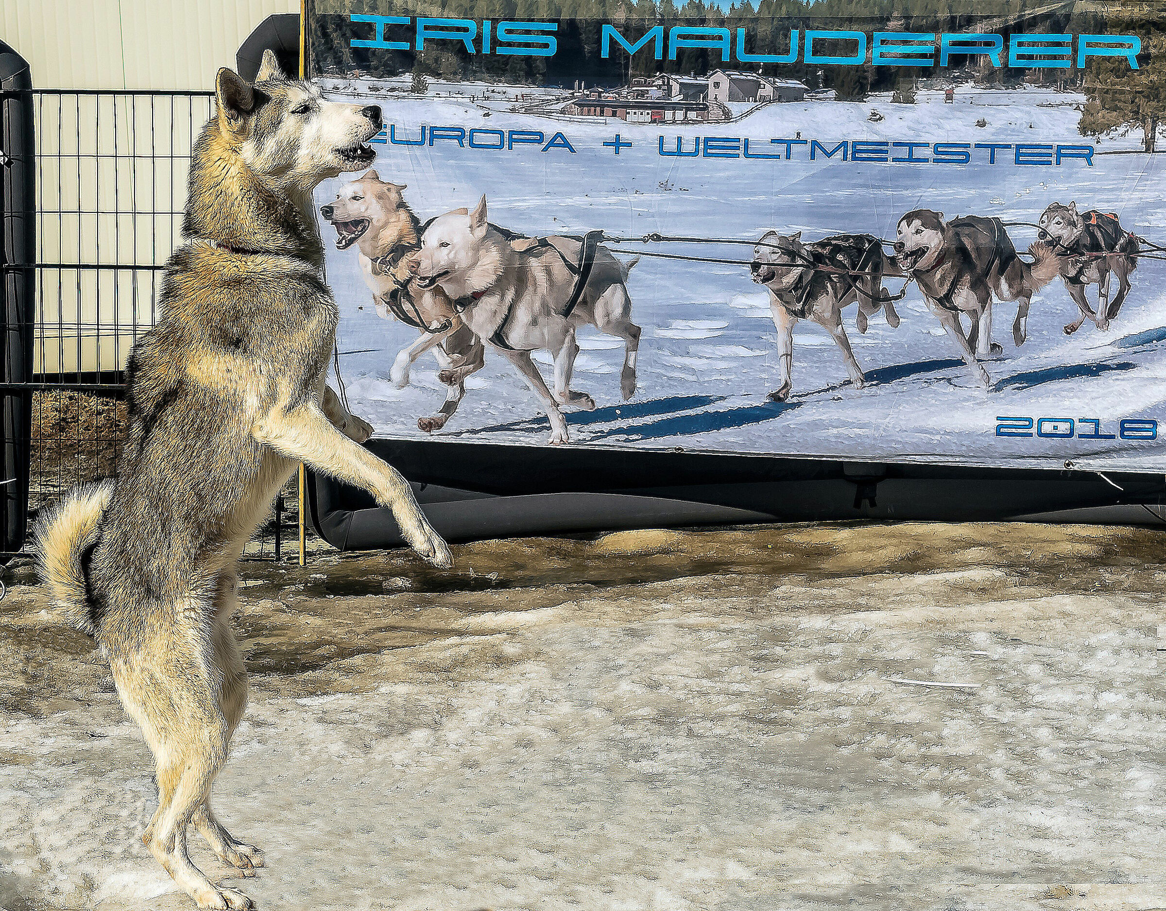 Sleedog race in Pragelato