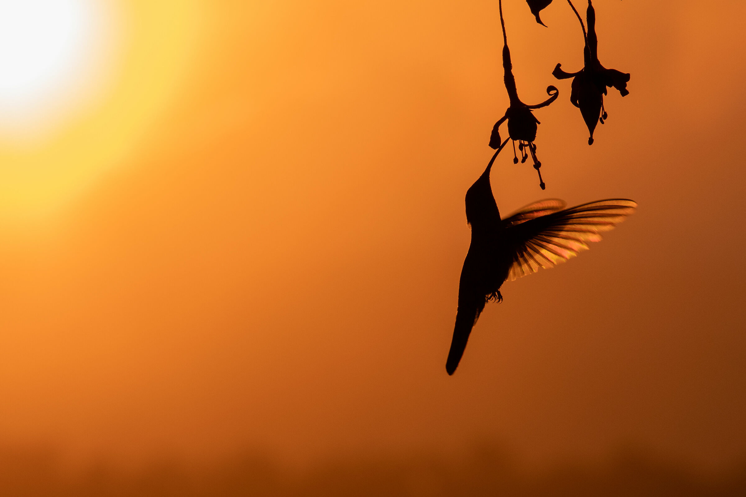 Green Violetear, New