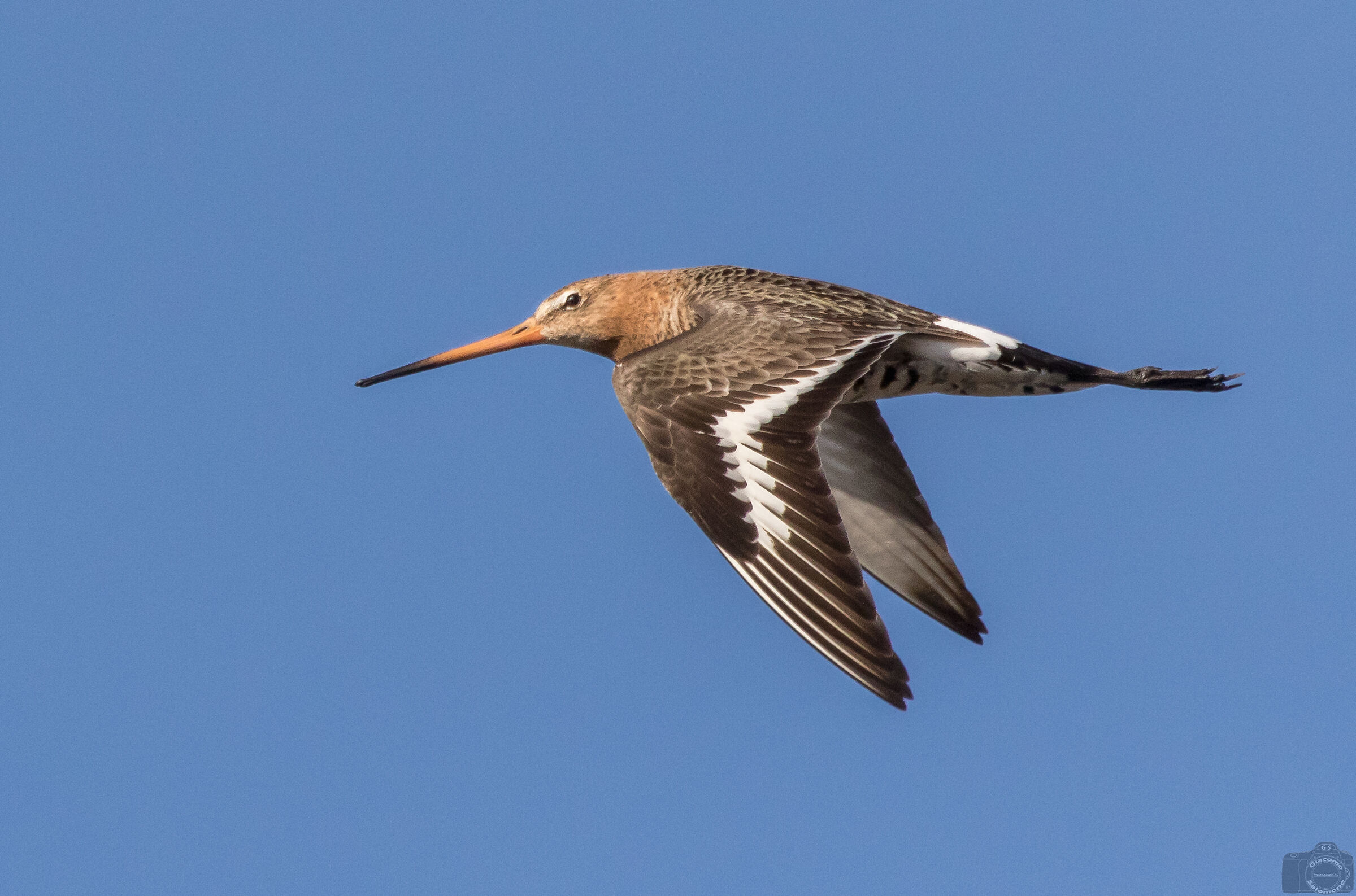 Royal Pictish in flight.
