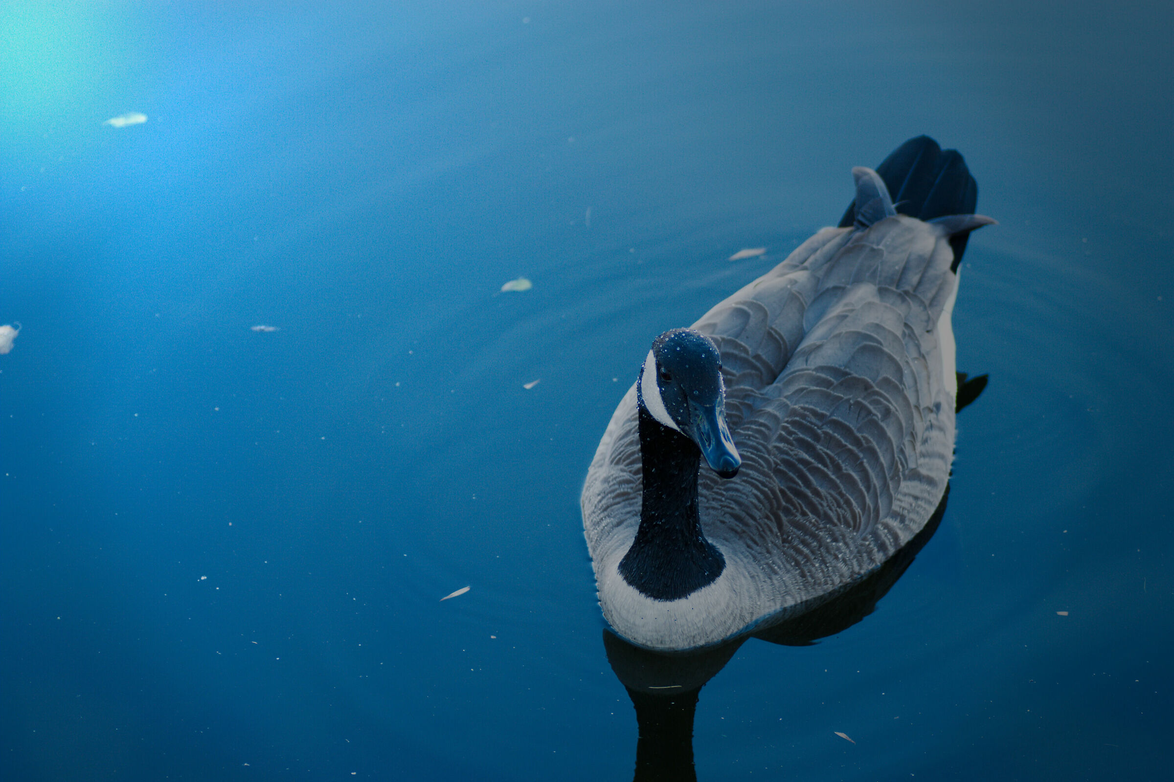 Duck in Denver