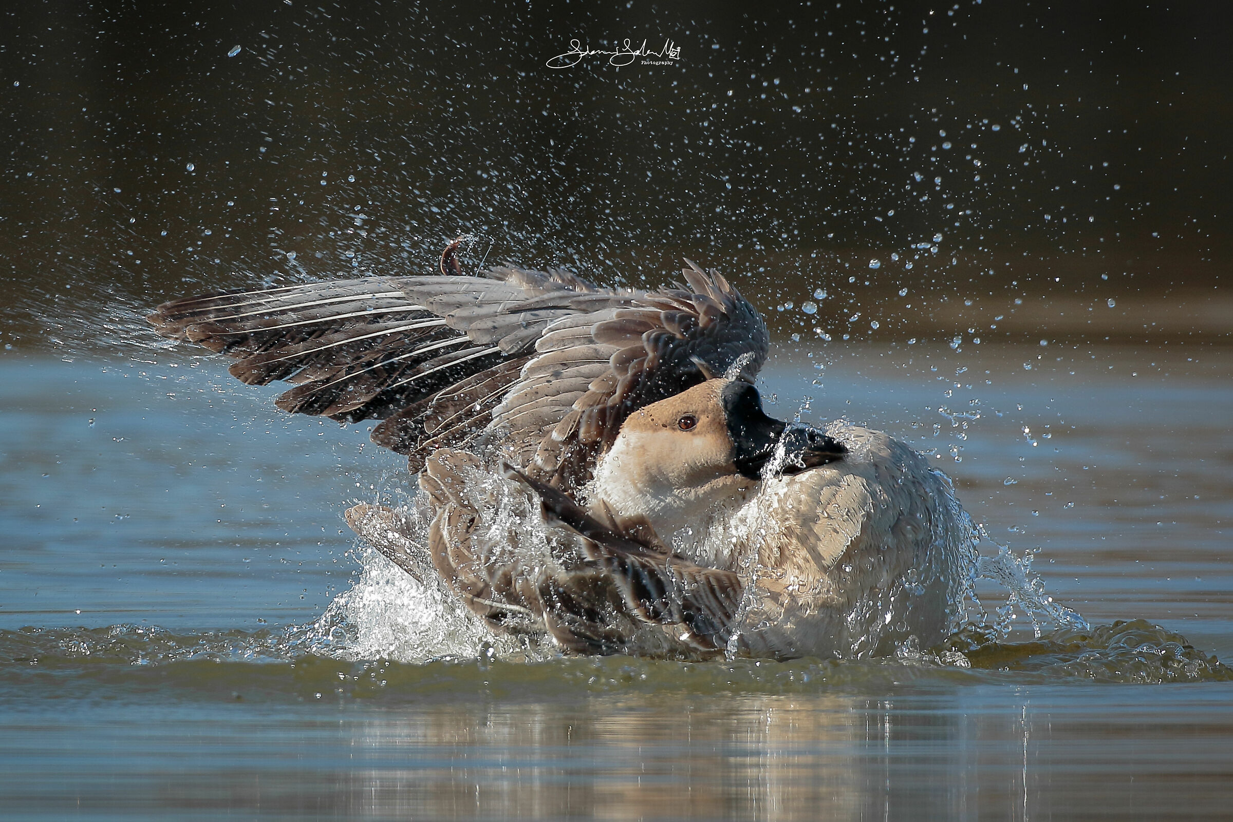 Have a shower (Anser cygnoides, Linnaeus, 1758)