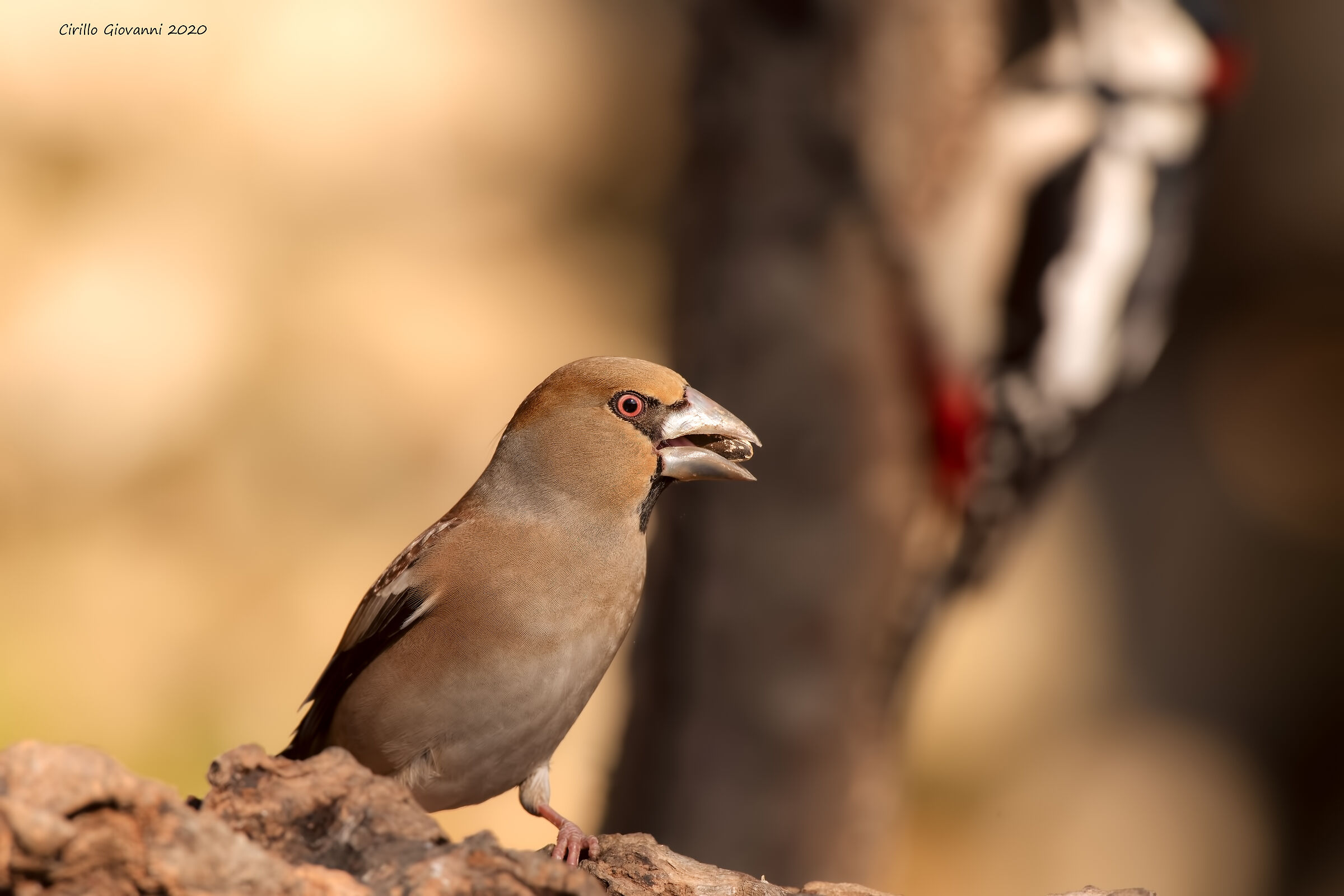 frosone e picchio rosso
