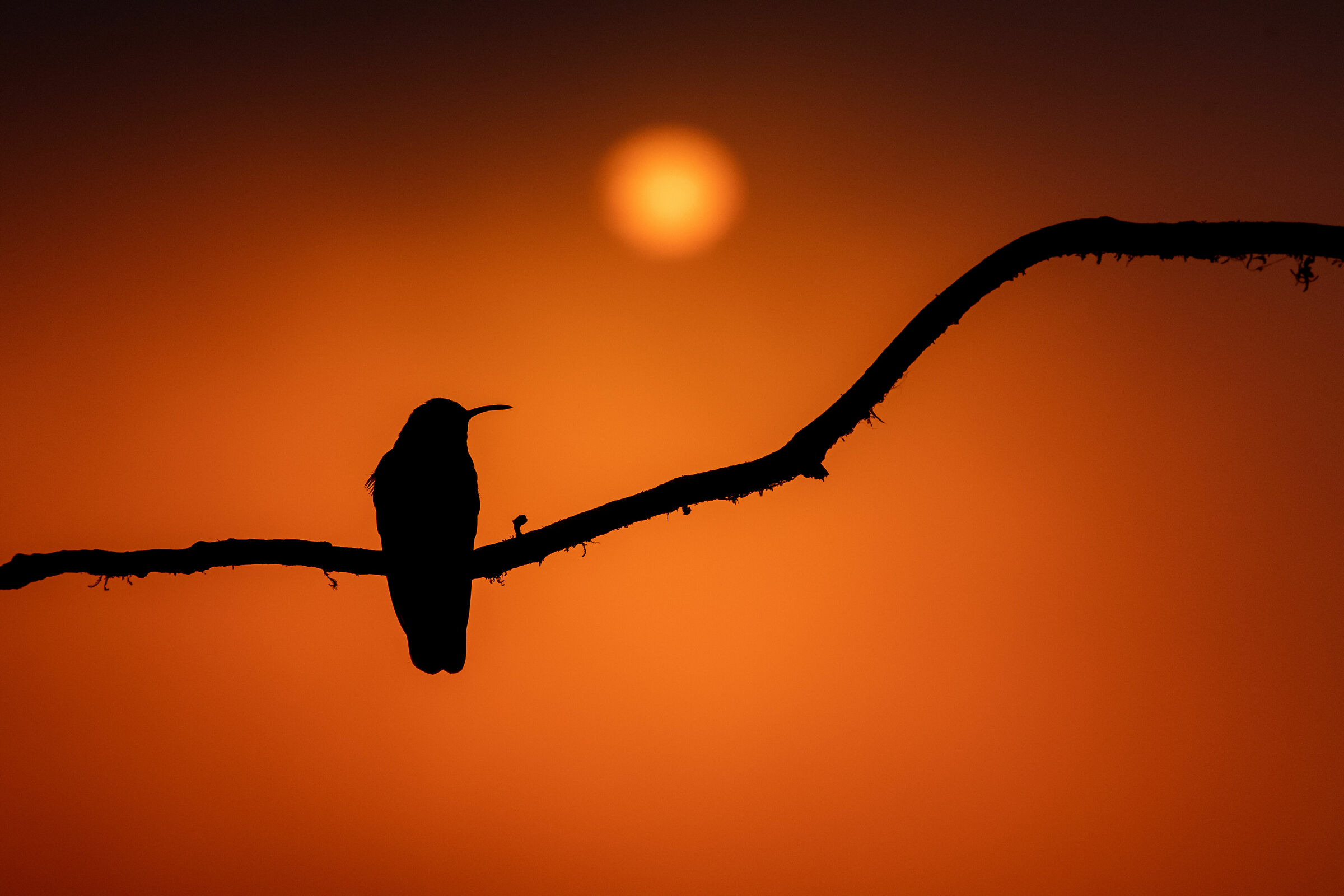 Green Violetear, New