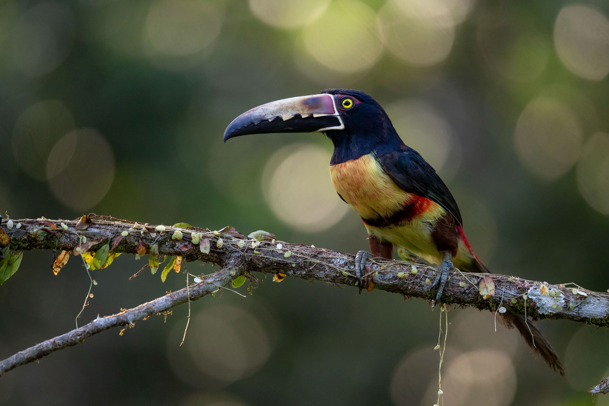 Collared Aracari