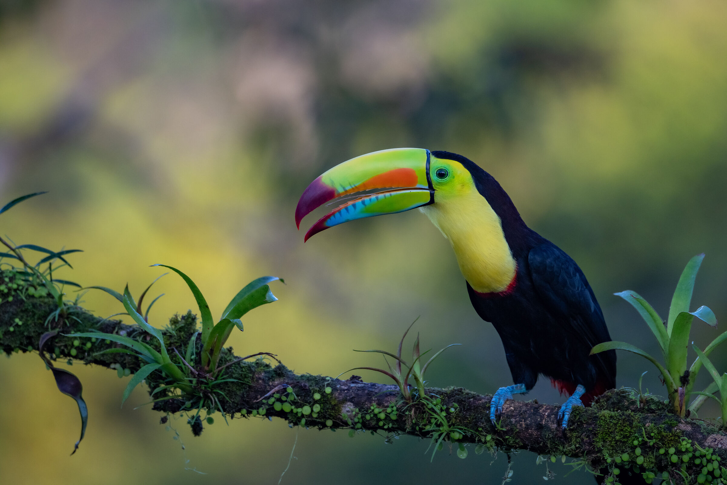 Keel-billed Toucan