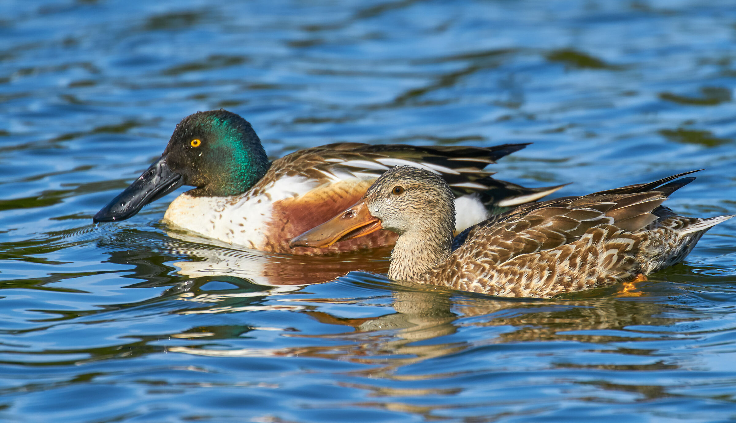 Northern Shoveler pair
