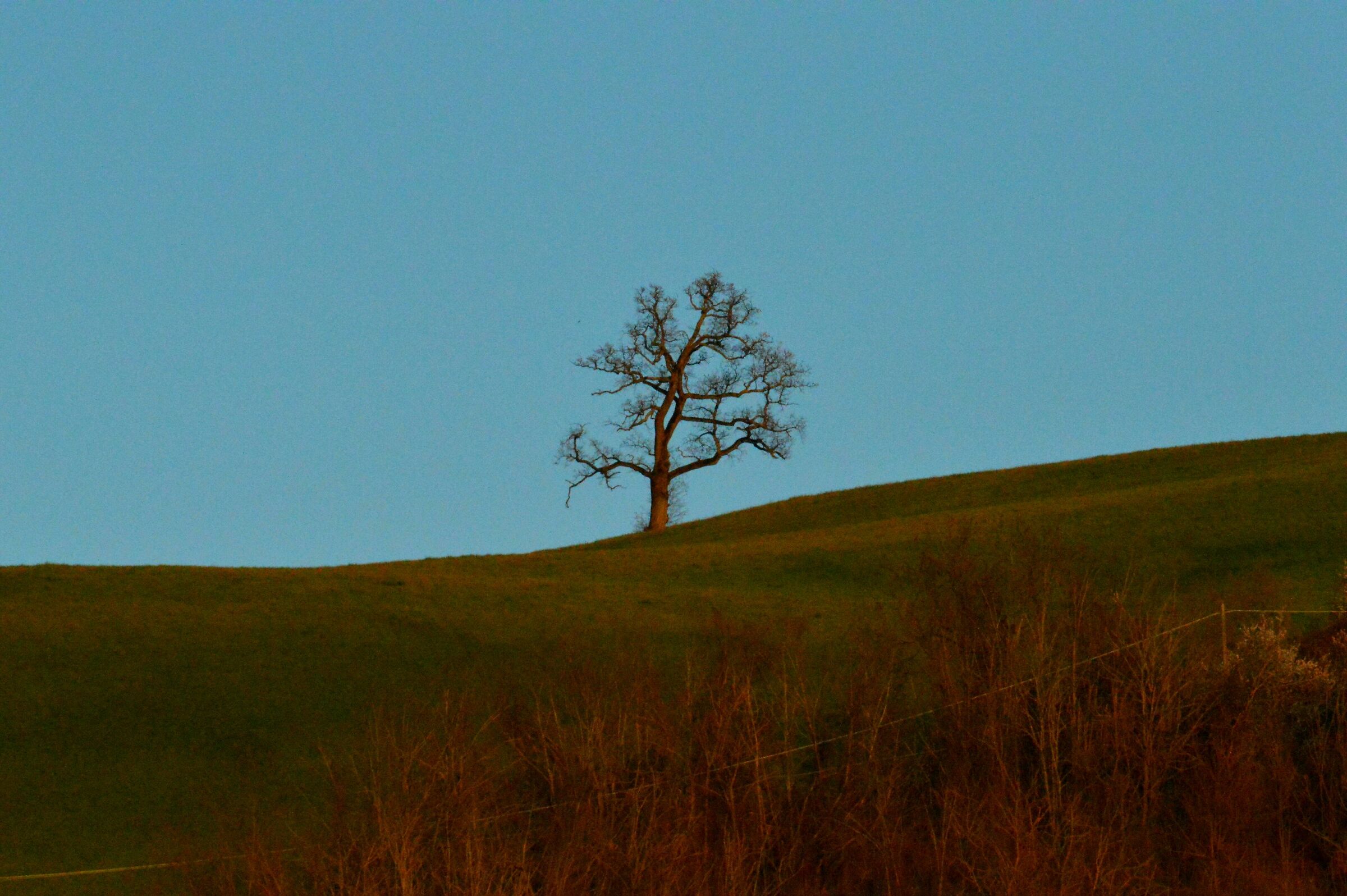Albero solitario