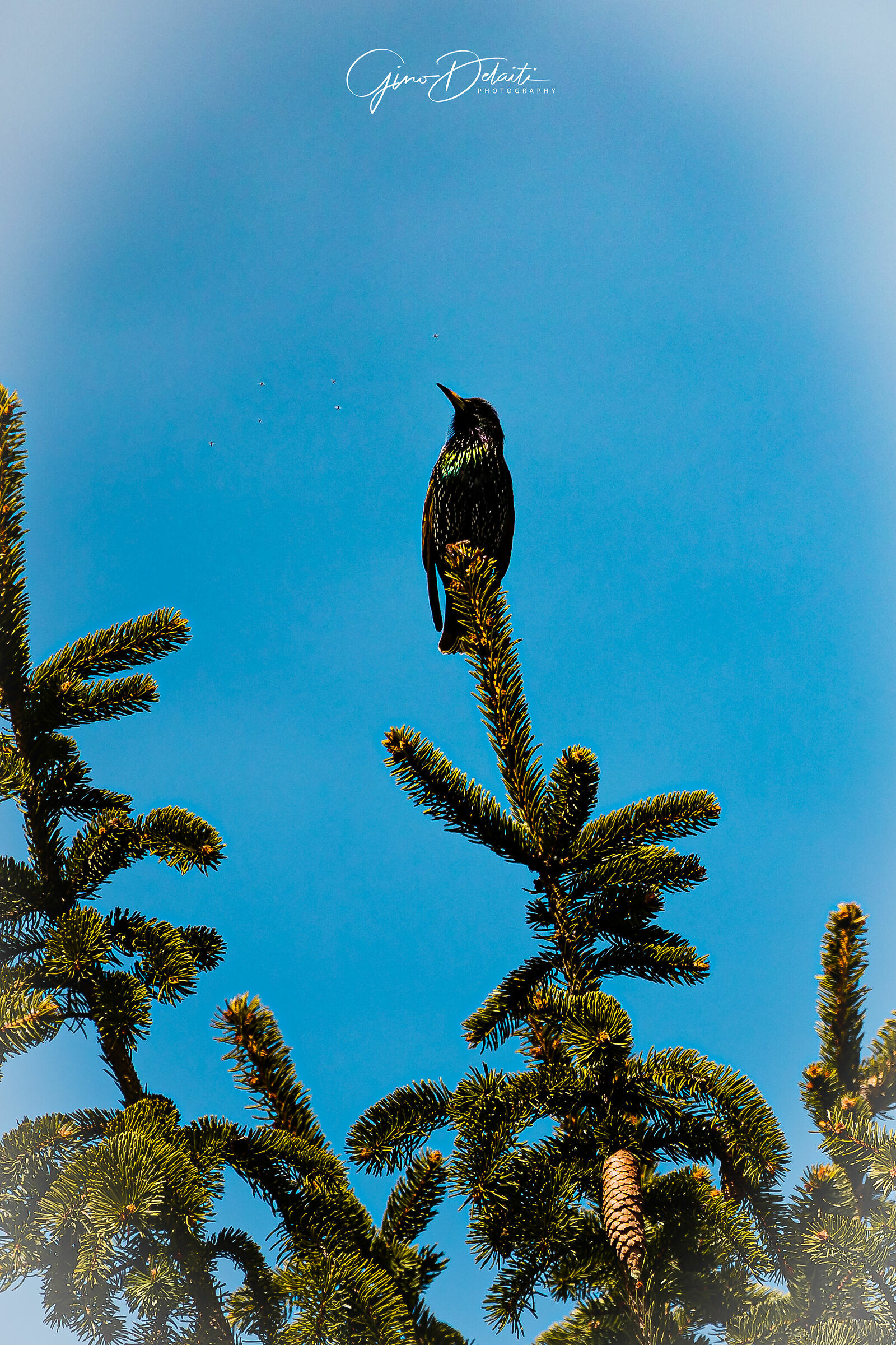 Sturnus vulgaris (Storno)