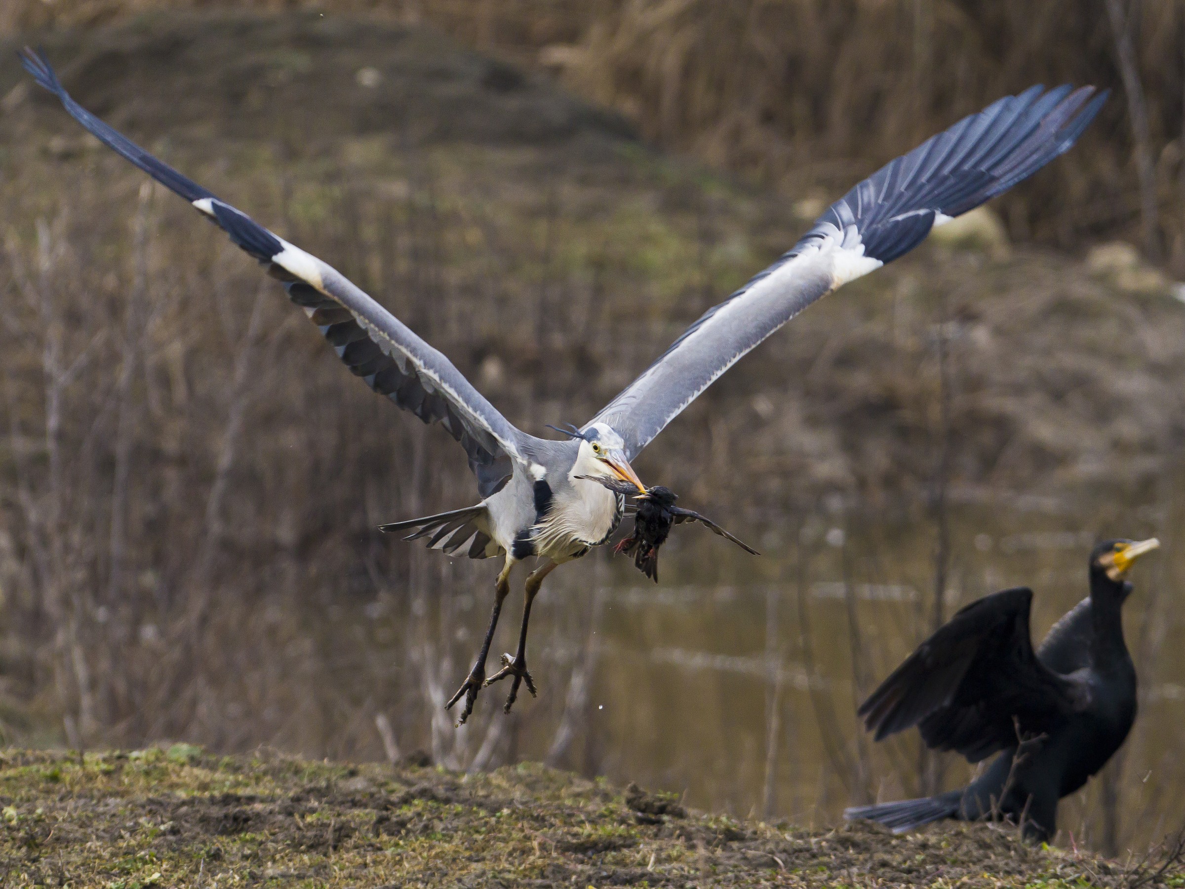 omicidio di uno storno 2